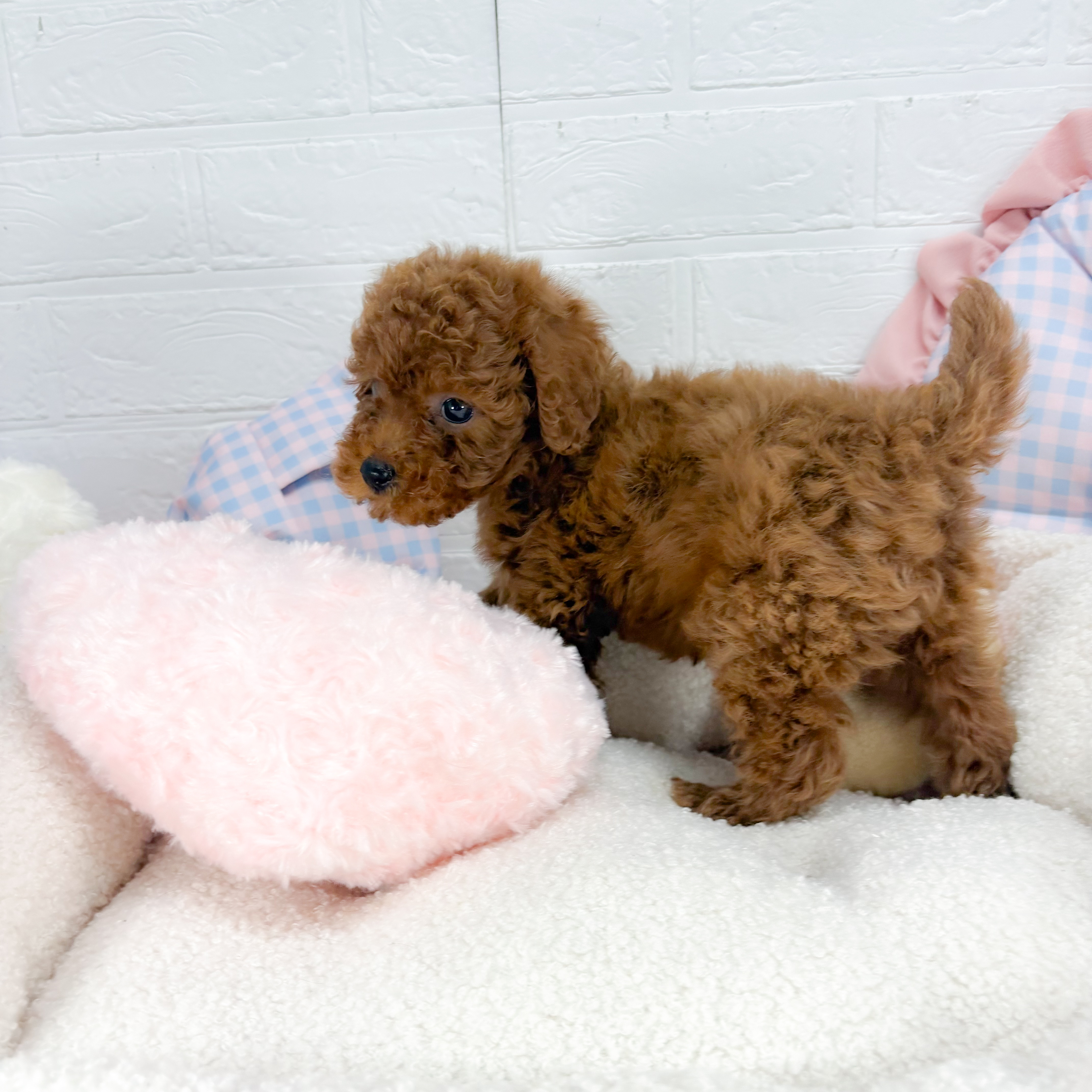 神奈川県のトイプードル(トイ) (犬の家＆猫の里元住吉ブレーメン通り店/2025年9月1日生まれ/女の子/レッド)の子犬の4枚目の画像
