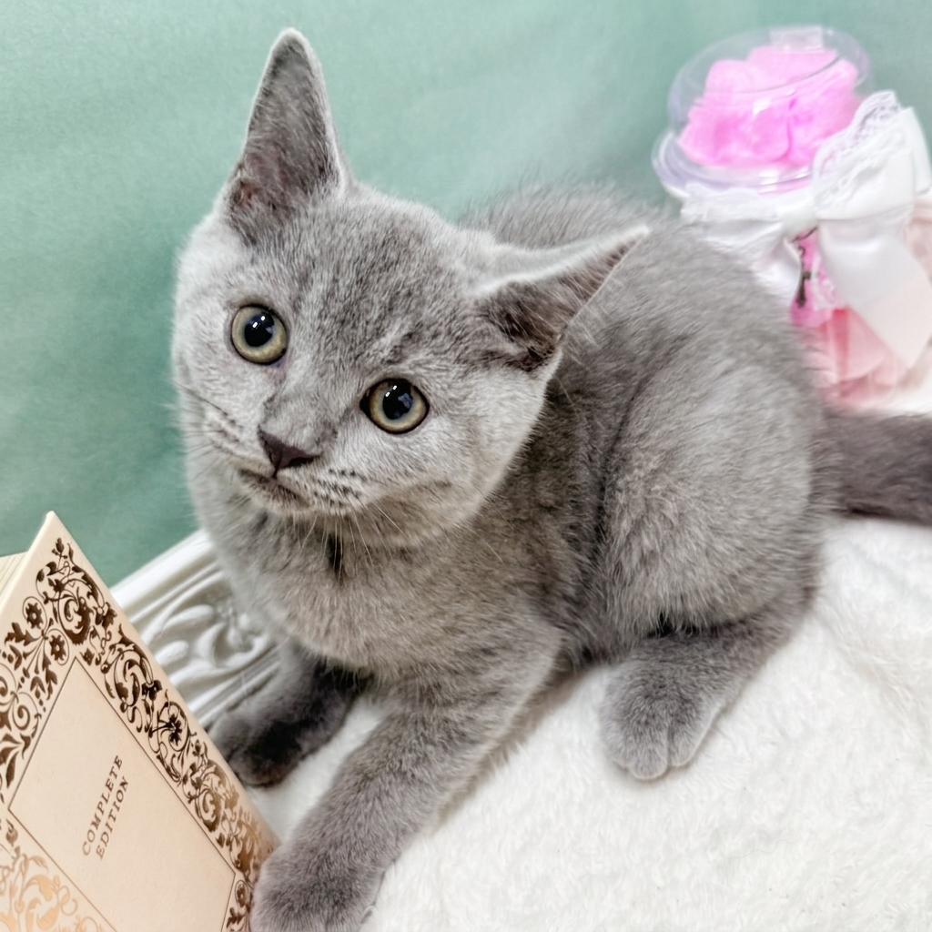 石川県のブリティッシュショートヘアー (犬の家＆猫の里アミーゴ金沢有松店/2026年5月23日生まれ/女の子/ブルー)の子猫の4枚目の画像