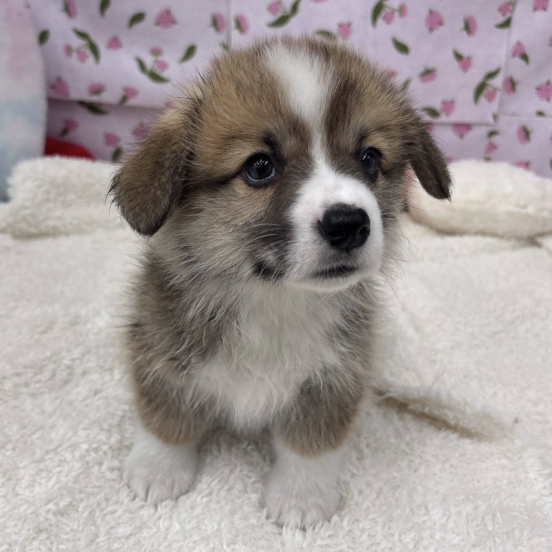 愛知県のウェルシュコーギーペンブローク (犬の家＆猫の里エアポートウォーク店/2026年6月24日生まれ/男の子/セーブルホワイト)の子犬の4枚目の画像