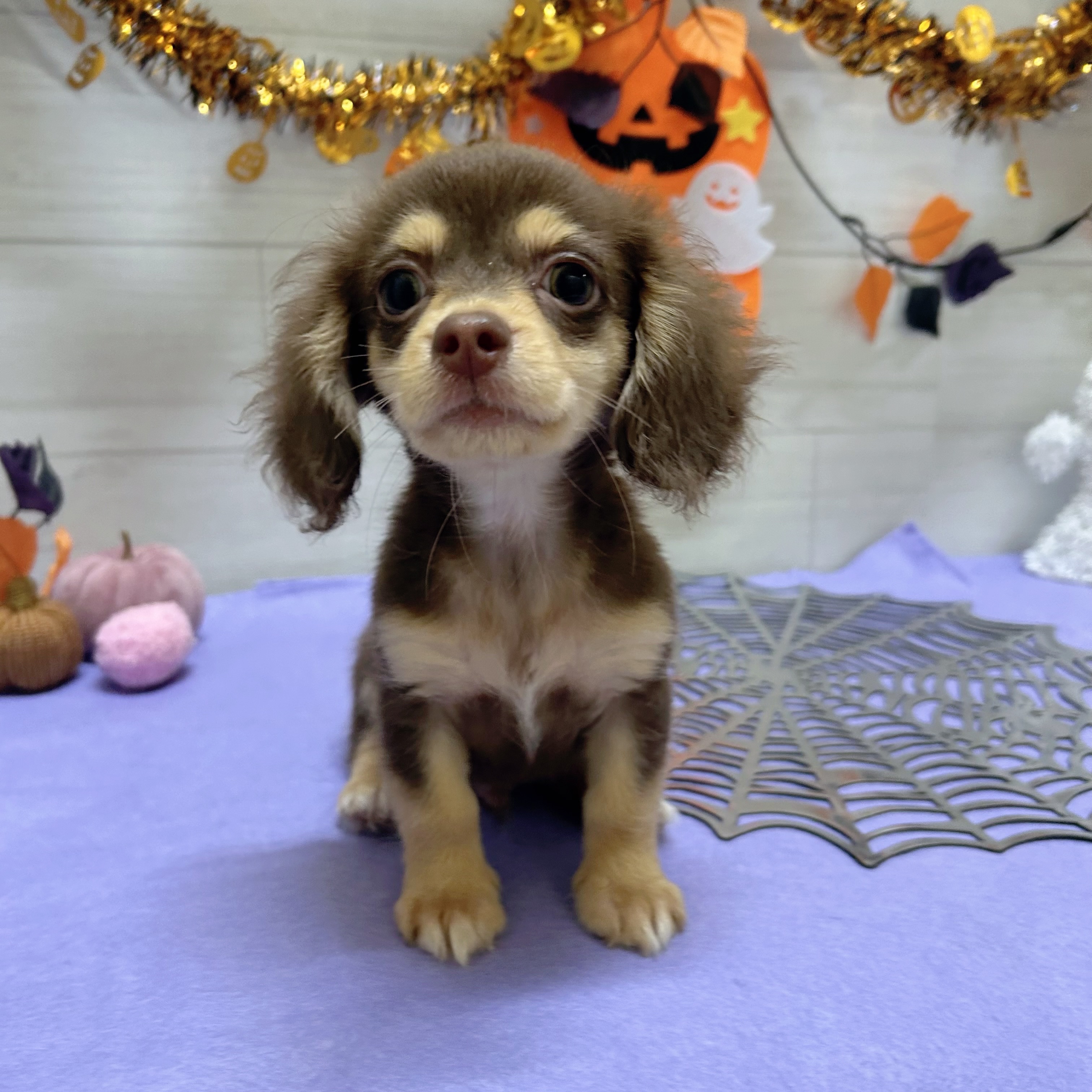 岡山県のチワックス(チワワ×ダックス) (犬の家＆猫の里天満屋ハピーズ西大寺モール店/2026年7月29日生まれ/男の子/チョコレートタン)の子犬の4枚目の画像
