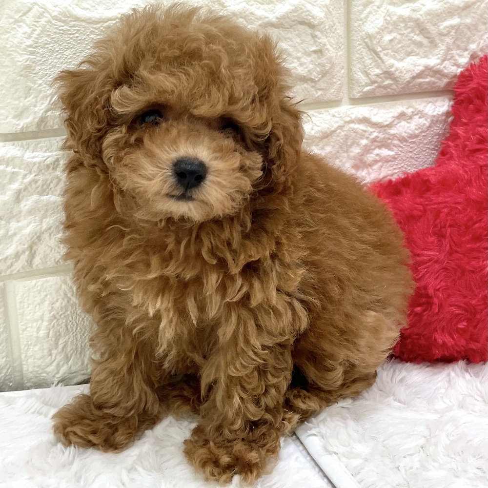 愛知県のトイプードル(トイ) (犬の家＆猫の里アミーゴ神の倉店/2026年7月18日生まれ/女の子/レッドフォーン)の子犬の4枚目の画像