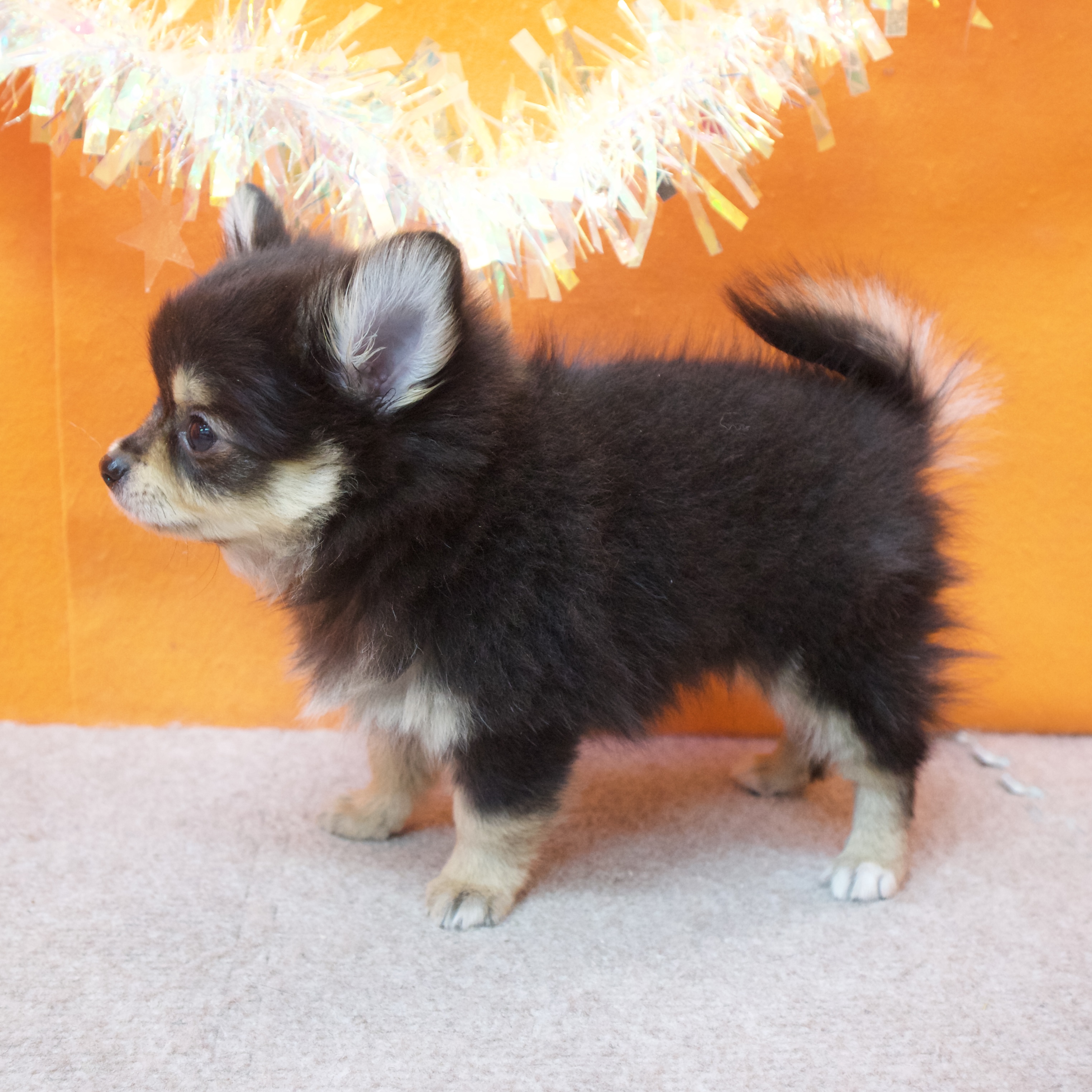大阪府のポメチワ/チワポメ/ポメチー(ポメラニアン×チワワ) (犬の家＆猫の里吹田店/2025年12月5日生まれ/男の子/ブラックタン)の子犬の4枚目の画像