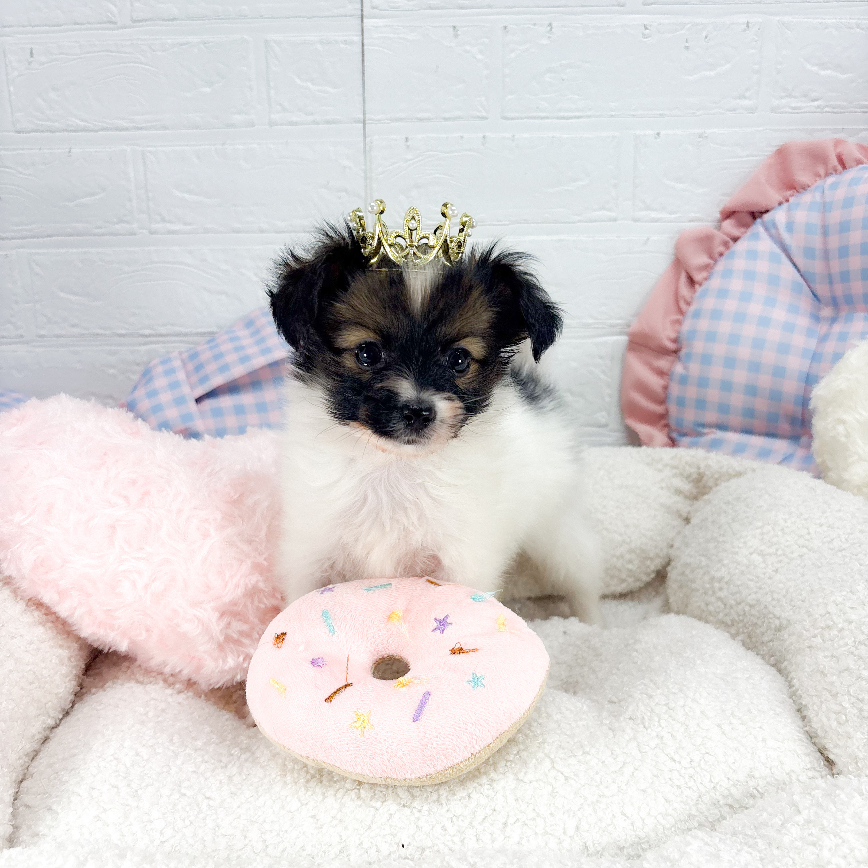 神奈川県のパピヨン (犬の家＆猫の里元住吉ブレーメン通り店/2025年9月2日生まれ/男の子/ホワイトブラウン)の子犬の4枚目の画像