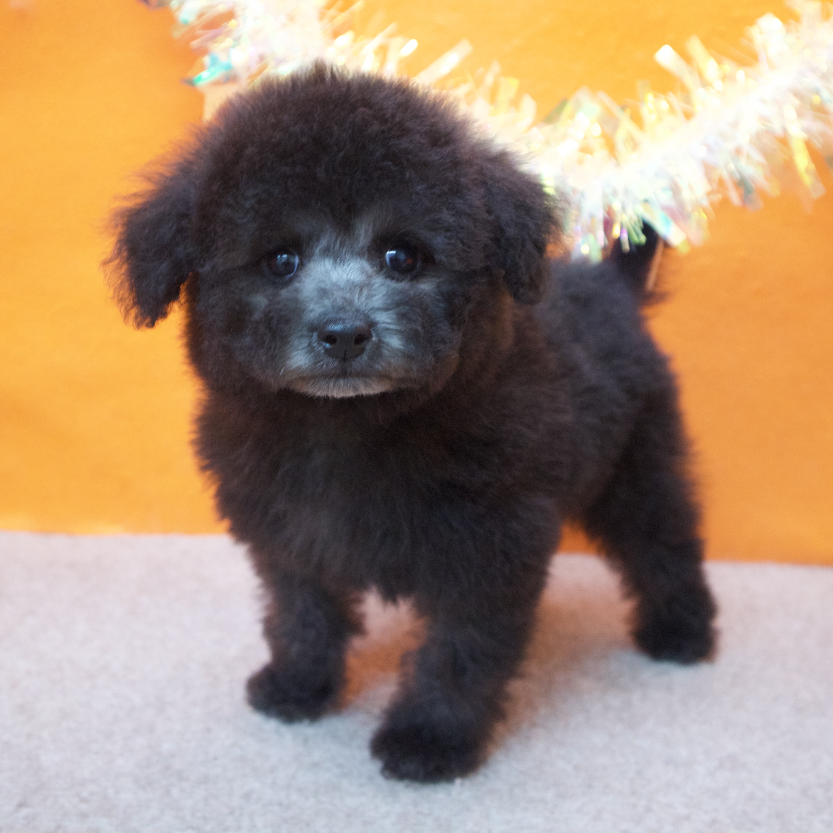 大阪府のトイプードル(トイ) (犬の家＆猫の里吹田店/2025年12月4日生まれ/男の子/グレー)の子犬の4枚目の画像