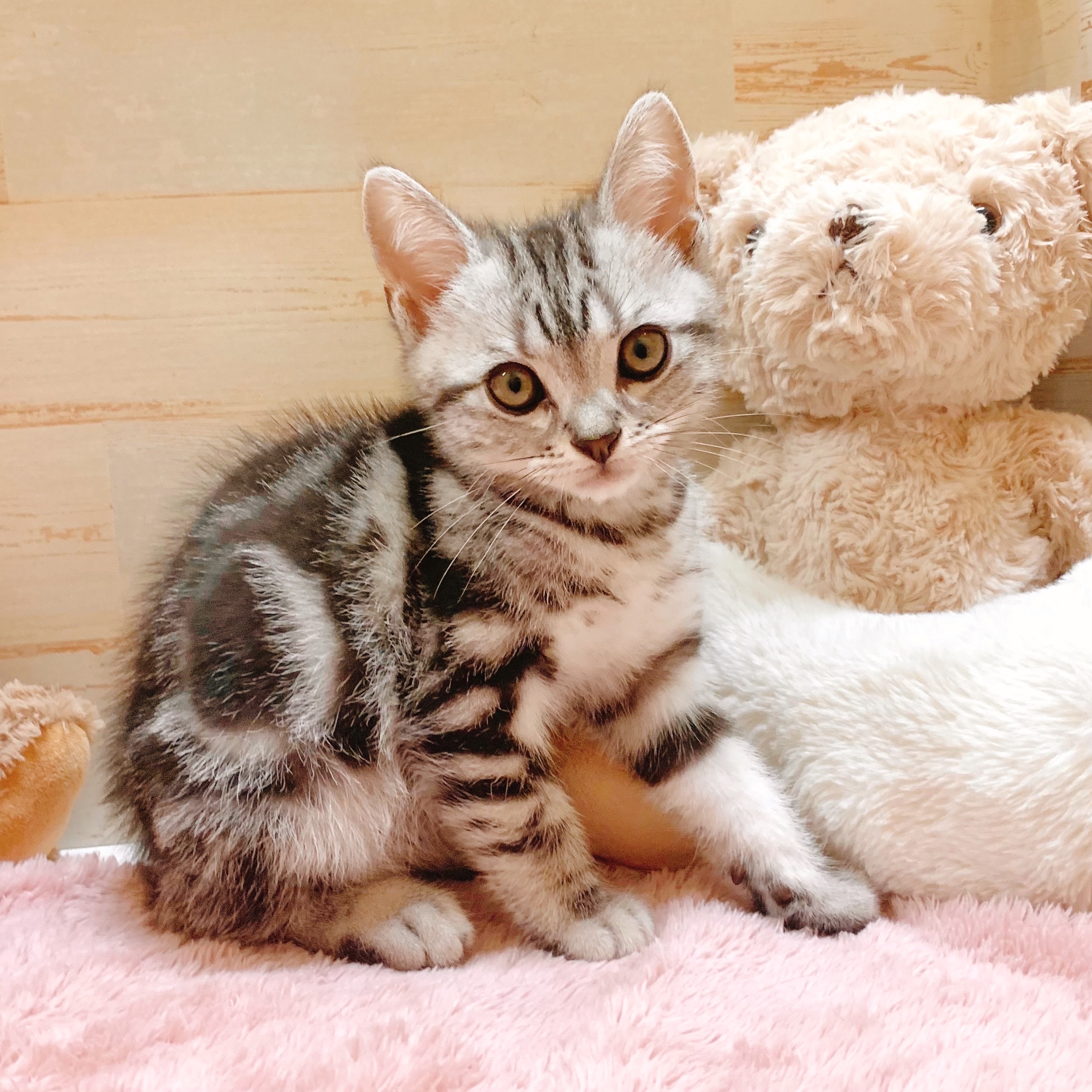 兵庫県のアメリカンショートヘアー (犬の家＆猫の里神戸店/2025年5月25日生まれ/男の子/シルバータビー)の子猫の4枚目の画像