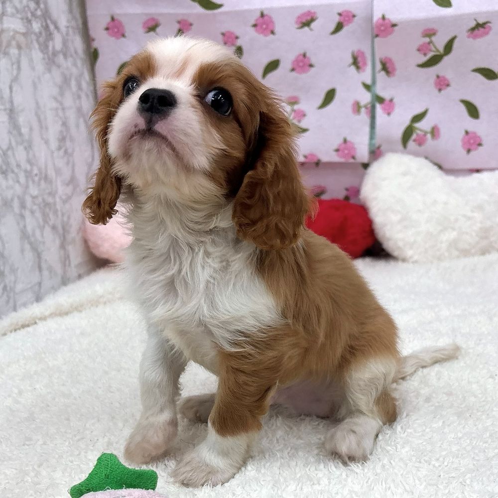 愛知県のキャバリアキングチャールズスパニエル (犬の家＆猫の里エアポートウォーク店/2026年8月2日生まれ/男の子/ブレンハイム)の子犬の4枚目の画像