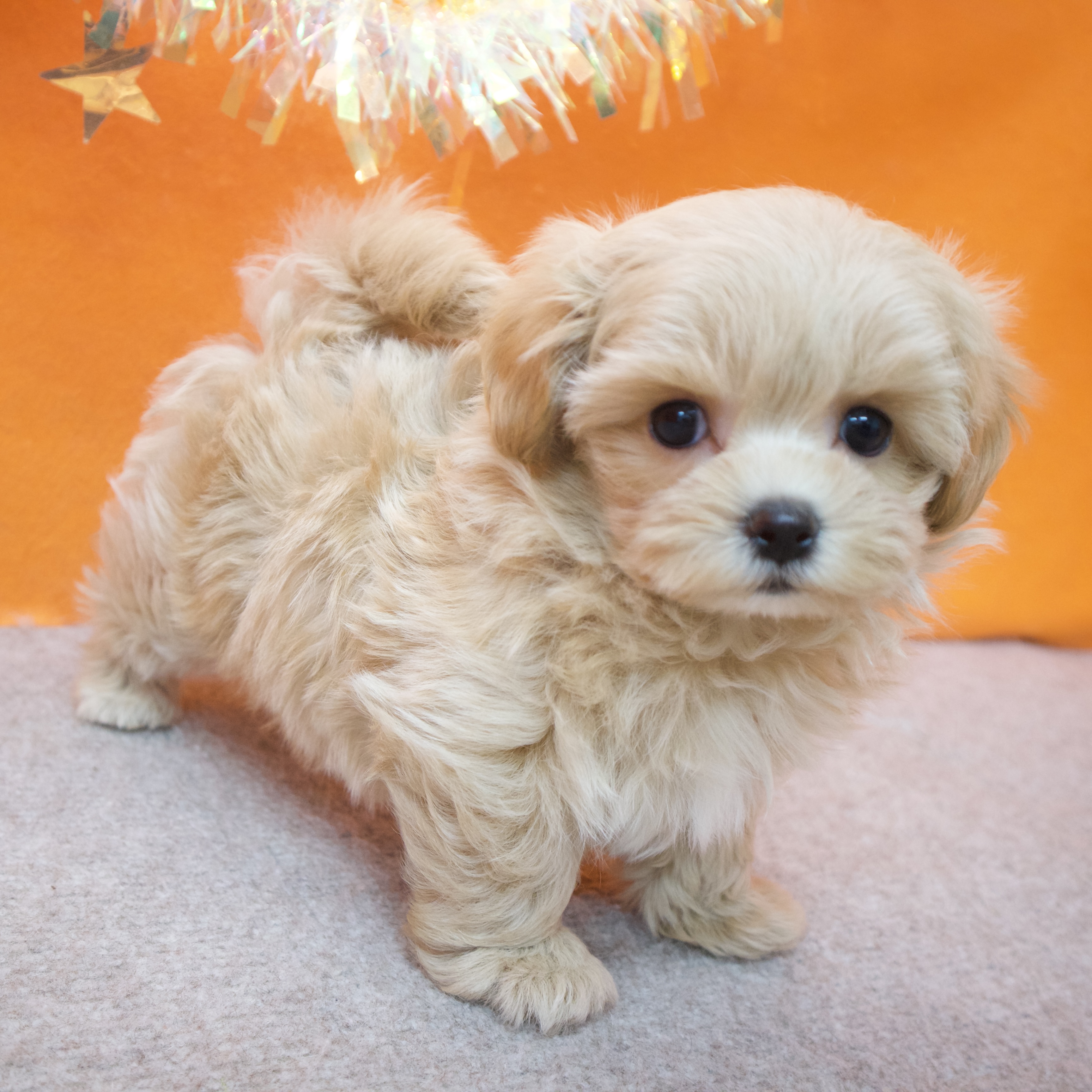 大阪府のマルプー(マルチーズ×プードル) (犬の家＆猫の里吹田店/2025年12月6日生まれ/女の子/アプリコット)の子犬の4枚目の画像