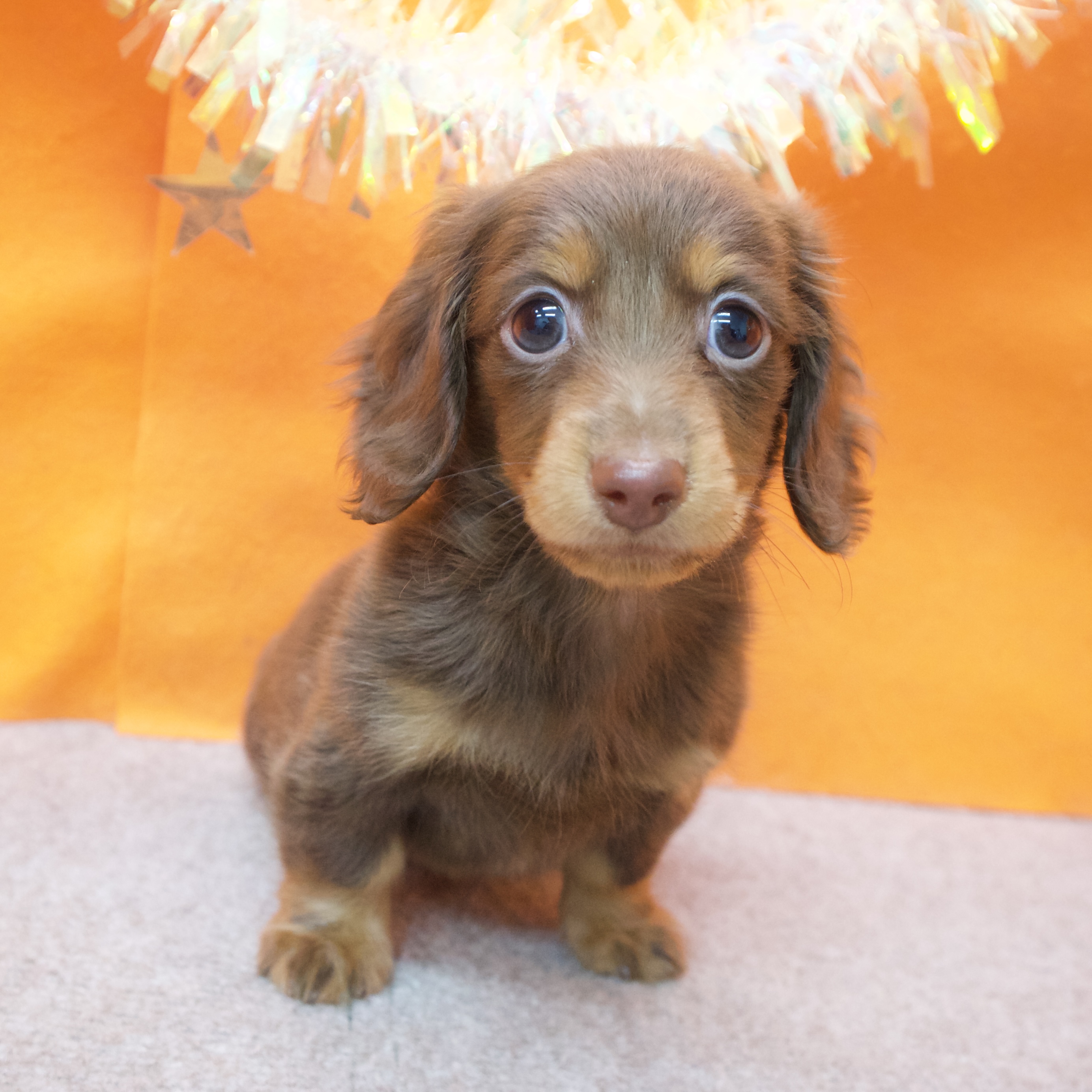 大阪府のカニンヘンダックスフンド(ロング) (犬の家＆猫の里吹田店/2025年12月13日生まれ/男の子/ブラウンタン)の子犬の4枚目の画像