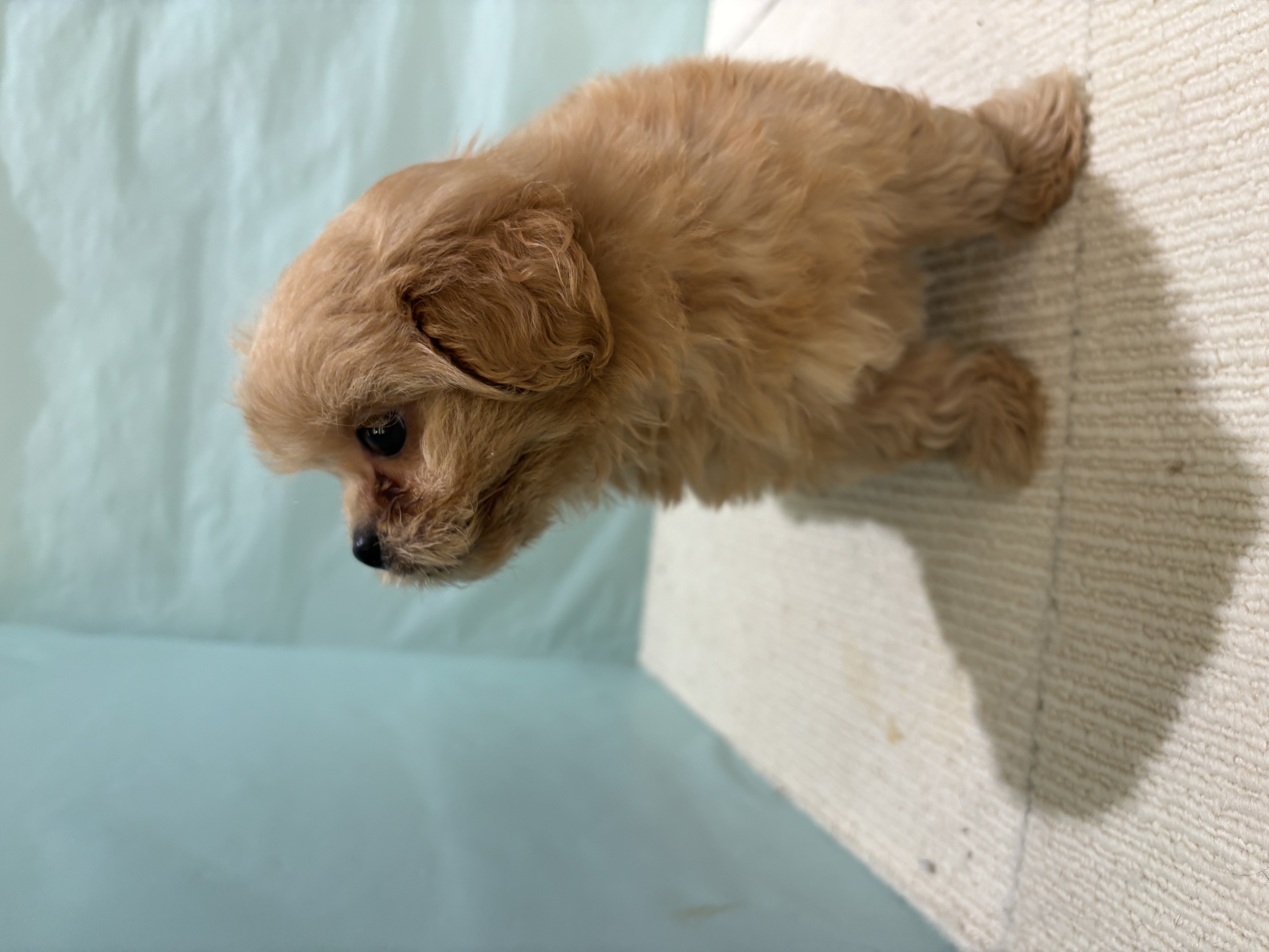 愛知県のペキプー(ペキニーズ×プードル) (犬の家＆猫の里碧南店/2025年9月15日生まれ/男の子/アプリコット)の子犬の4枚目の画像