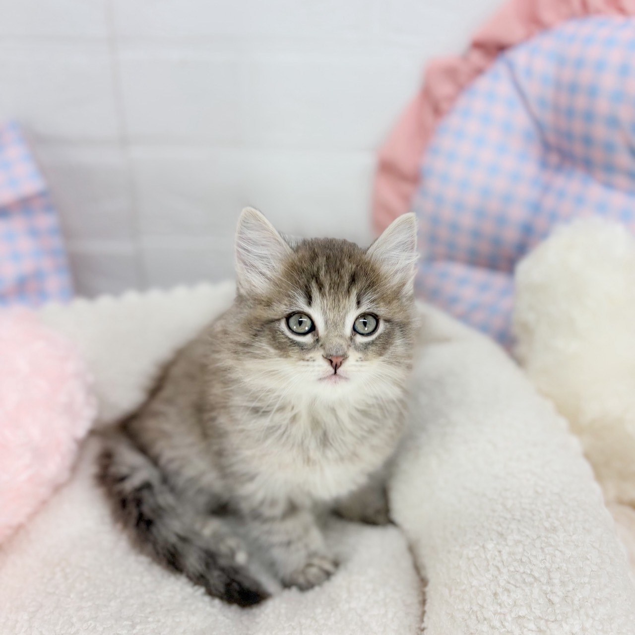 神奈川県のサイベリアン (犬の家＆猫の里元住吉ブレーメン通り店/2025年9月1日生まれ/男の子/ブルータビー)の子猫の4枚目の画像