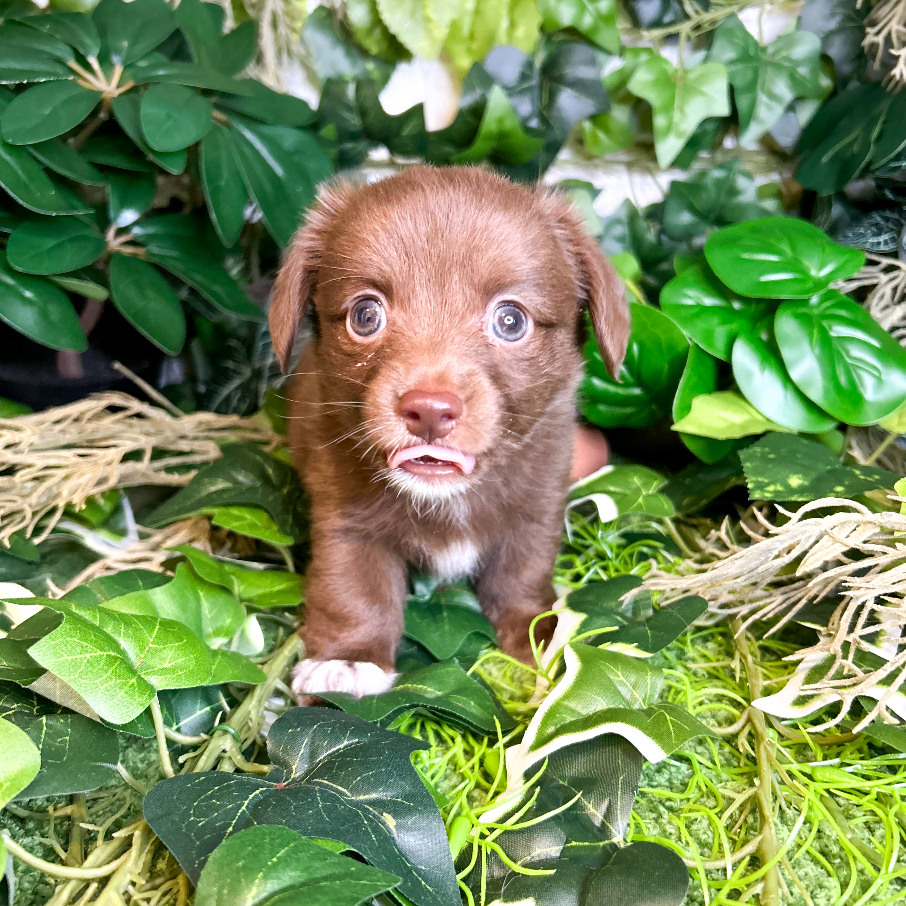 東京都のチワックス(チワワ×ダックス) (犬の家＆猫の里新宿店/2026年6月29日生まれ/男の子/チョコレート)の子犬の4枚目の画像
