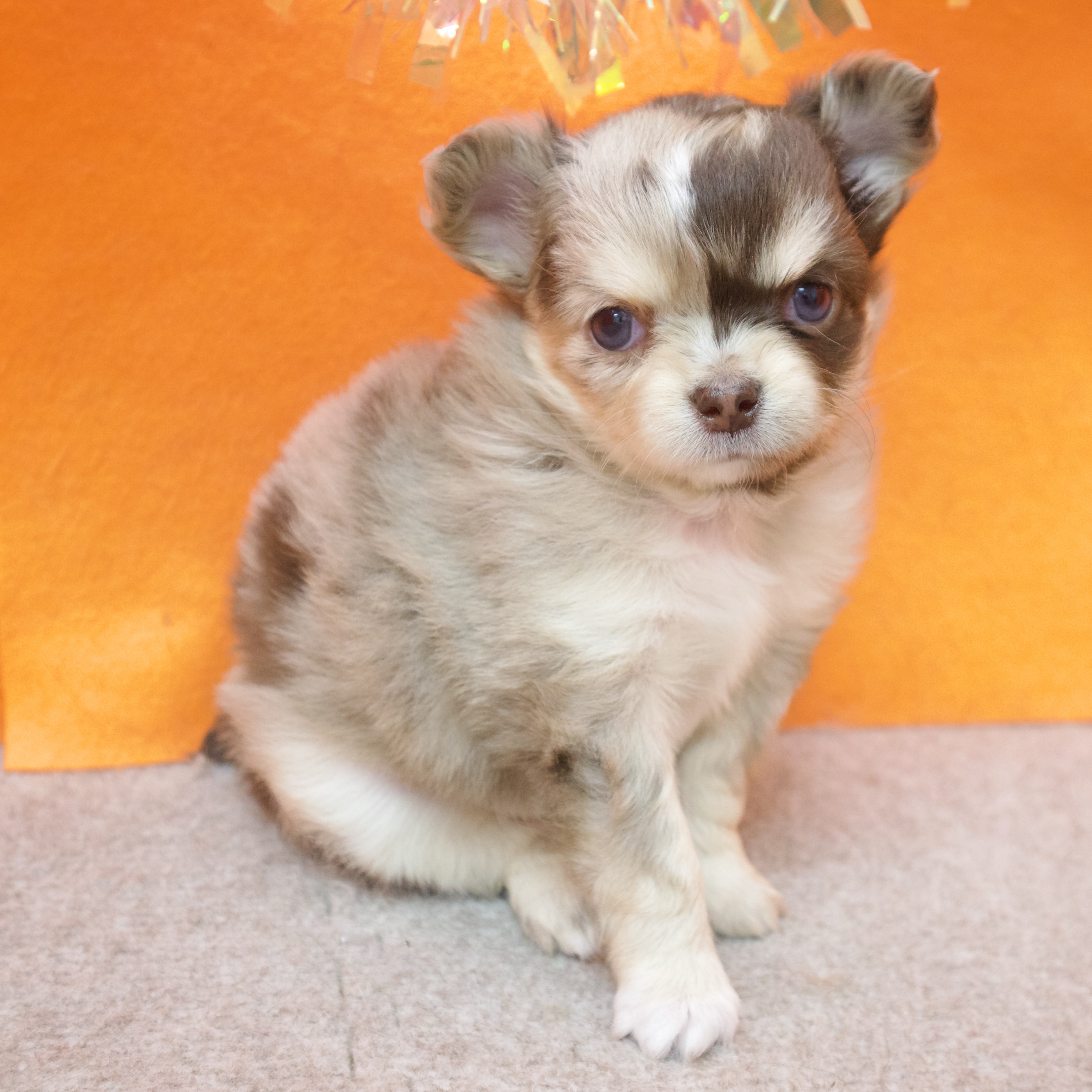 大阪府のチワワ(ロング) (犬の家＆猫の里吹田店/2025年12月12日生まれ/女の子/チョコレートマール)の子犬の4枚目の画像