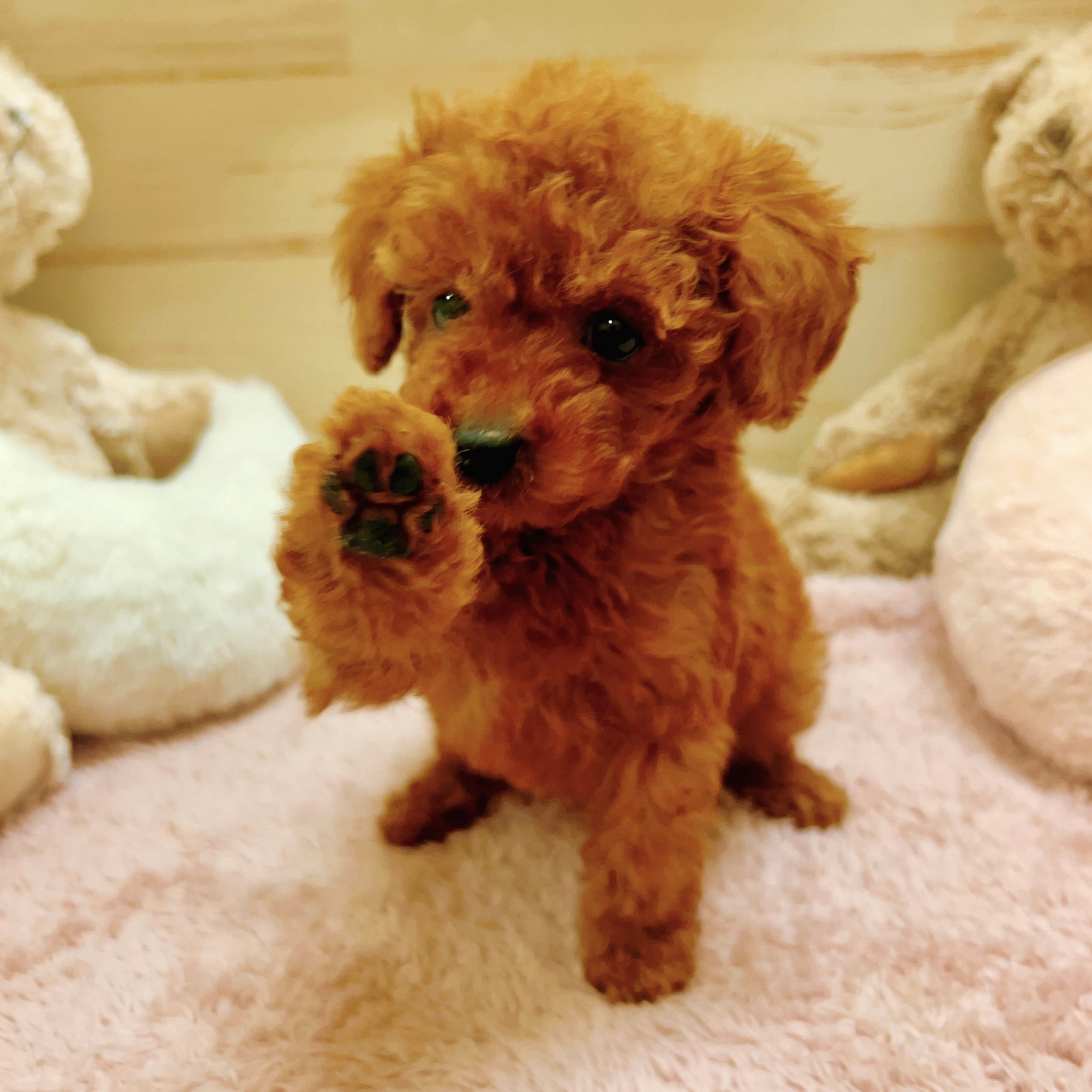 兵庫県のトイプードル(トイ) (犬の家＆猫の里神戸店/2025年11月14日生まれ/男の子/レッドフォーン)の子犬の4枚目の画像