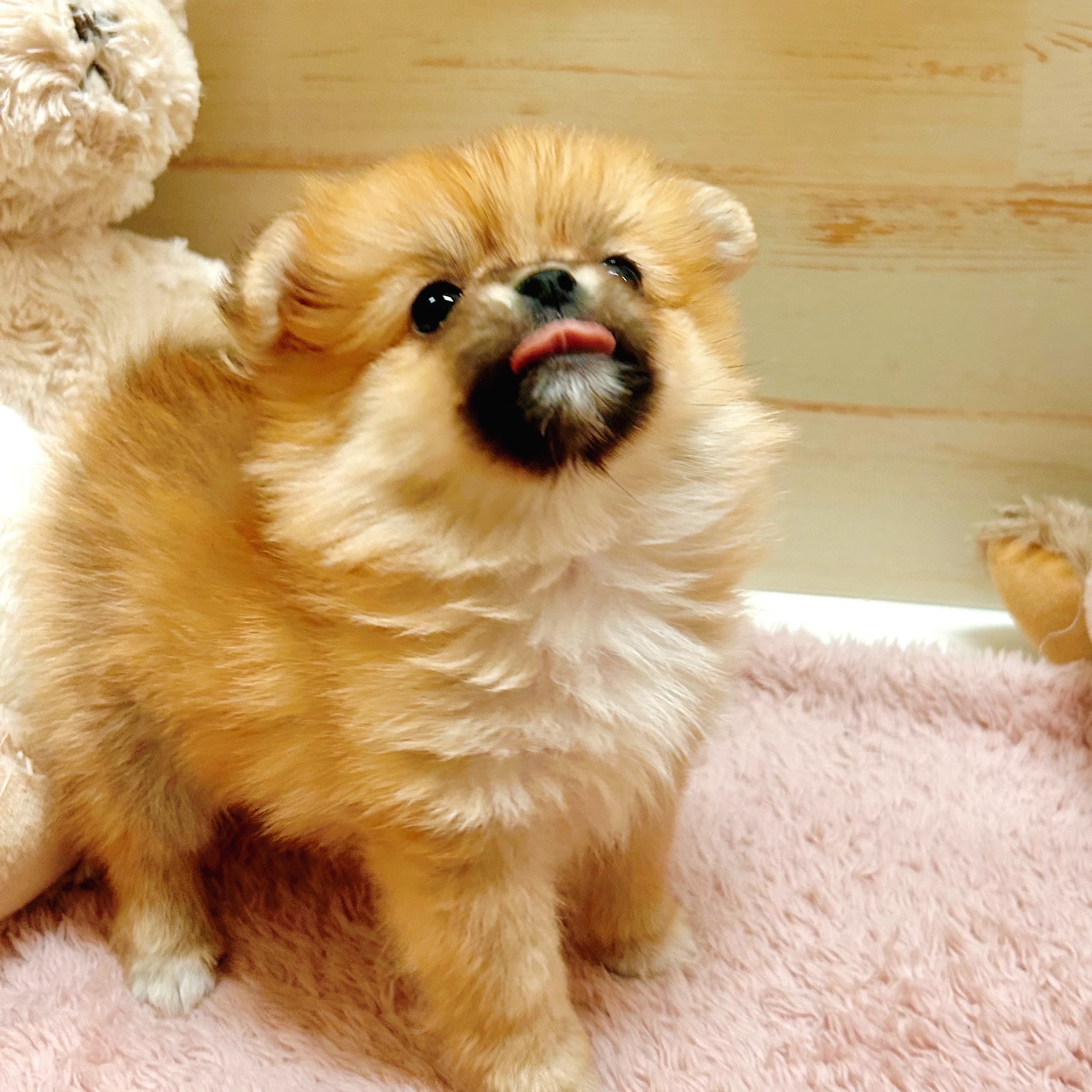 兵庫県のポメチワ/チワポメ/ポメチー(ポメラニアン×チワワ) (犬の家＆猫の里神戸店/2025年11月15日生まれ/女の子/オレンジ)の子犬の4枚目の画像