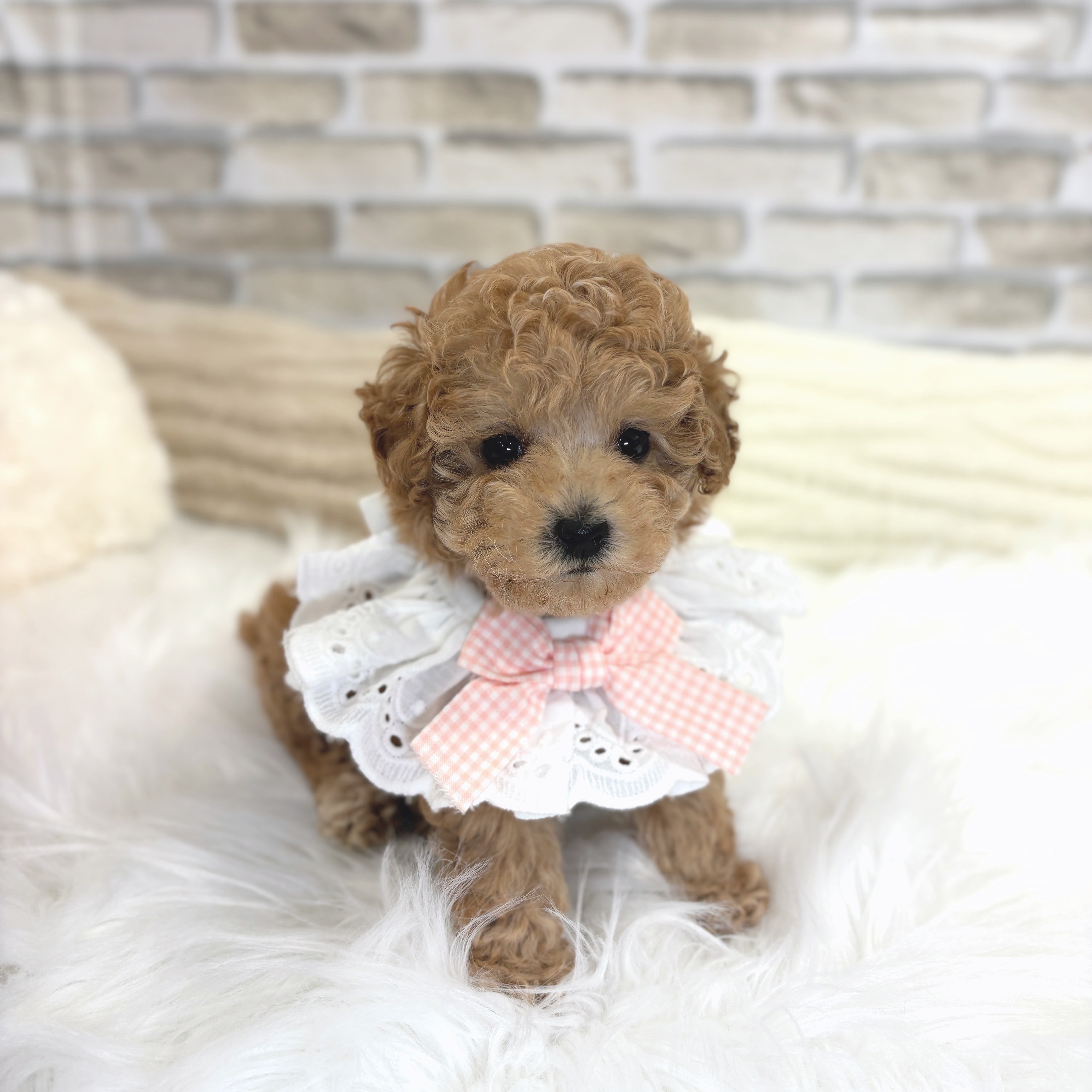 神奈川県のタイニープードル (犬の家＆猫の里モザイクモール港北店/2025年5月24日生まれ/女の子/レッド)の子犬の4枚目の画像