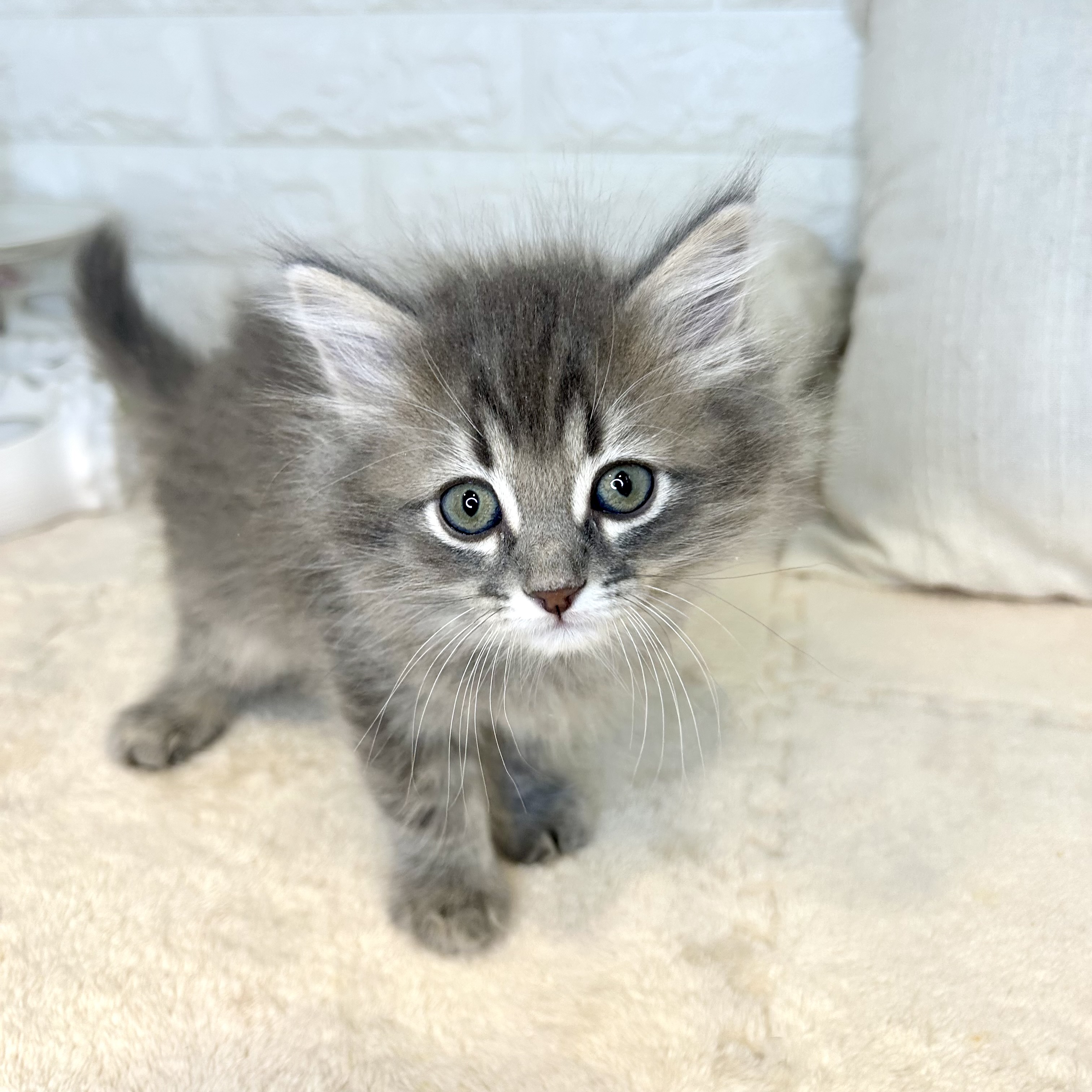 東京都のサイベリアン (犬の家＆猫の里新宿店/2025年9月8日生まれ/男の子/ブルータビー)の子猫の1枚目の画像