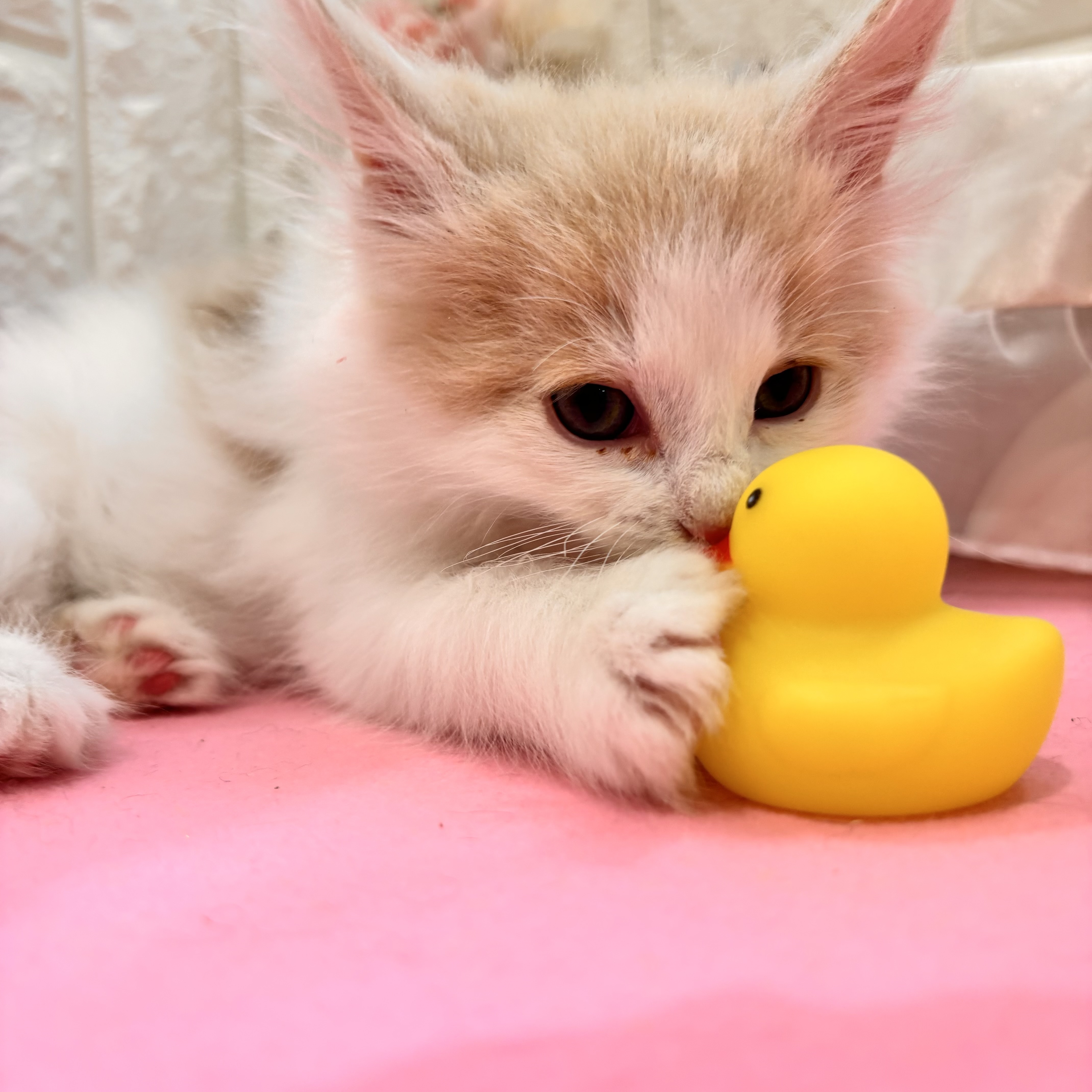 岡山県のノルウェージャンフォレストキャット (犬の家＆猫の里倉敷店/2025年12月19日生まれ/男の子/レッドホワイト)の子猫の4枚目の画像