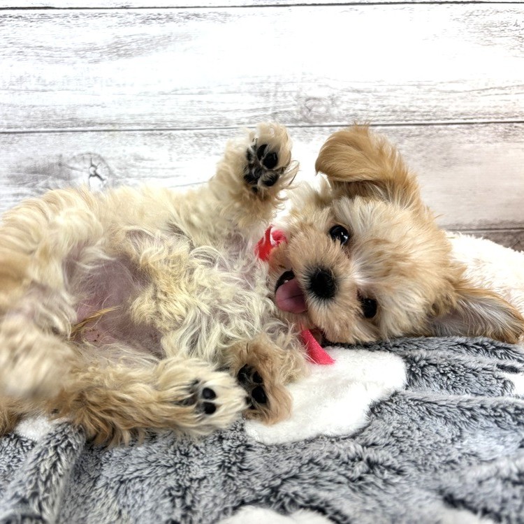 兵庫県のマルプー(マルチーズ×プードル) (犬の家＆猫の里川西店/2026年2月8日生まれ/女の子/アプリコット)の子犬の4枚目の画像