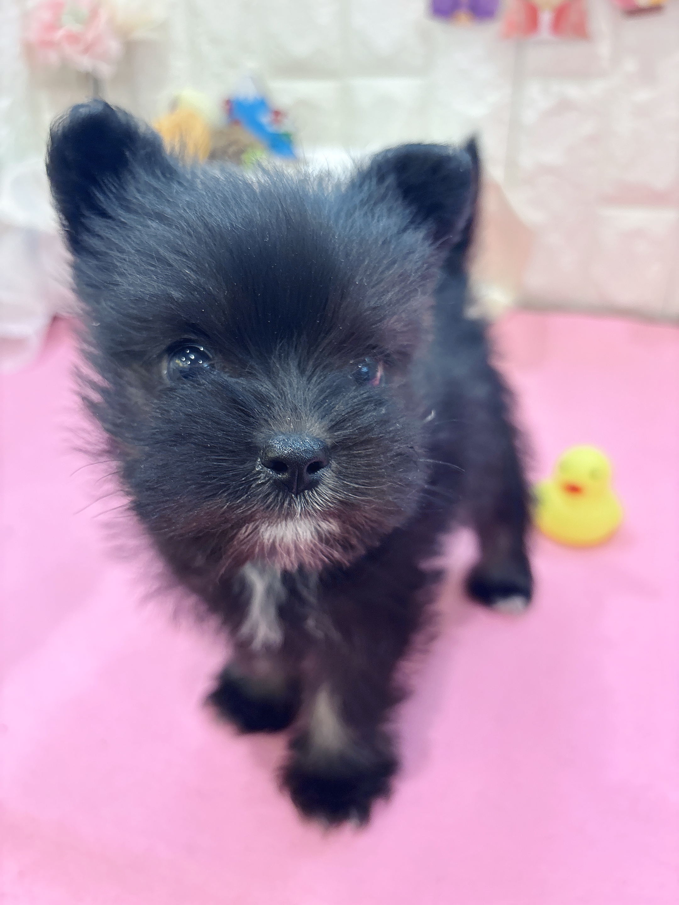 岡山県のポメシュナ/シュナポメ(ポメラニアン×シュナウザー) (犬の家＆猫の里倉敷店/2025年12月28日生まれ/女の子/ブラックシルバー)の子犬の4枚目の画像