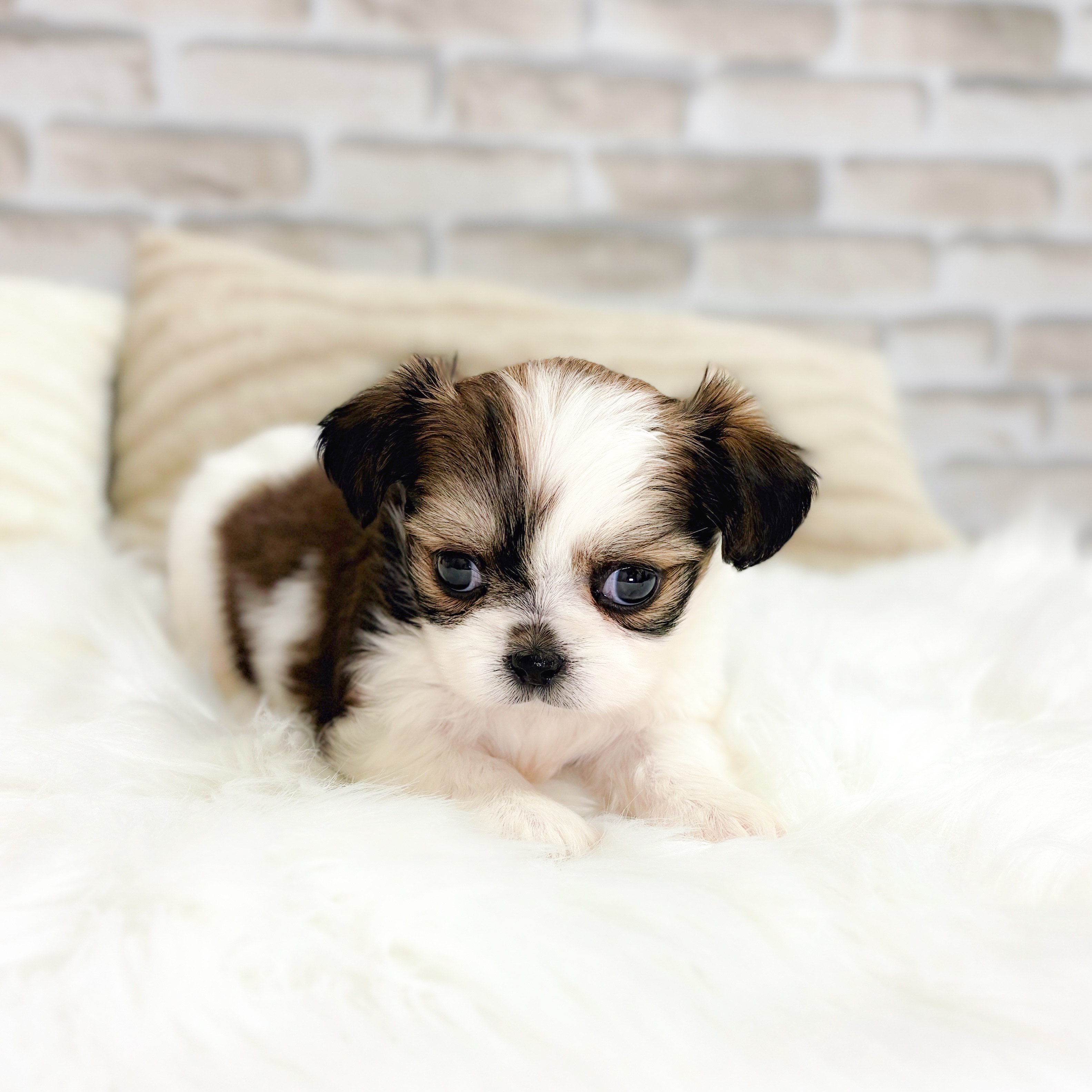 神奈川県のチワズー/チワシーズ(チワワ×シーズー) (犬の家＆猫の里元住吉ブレーメン通り店/2025年8月12日生まれ/女の子/ゴールドホワイト)の子犬の4枚目の画像