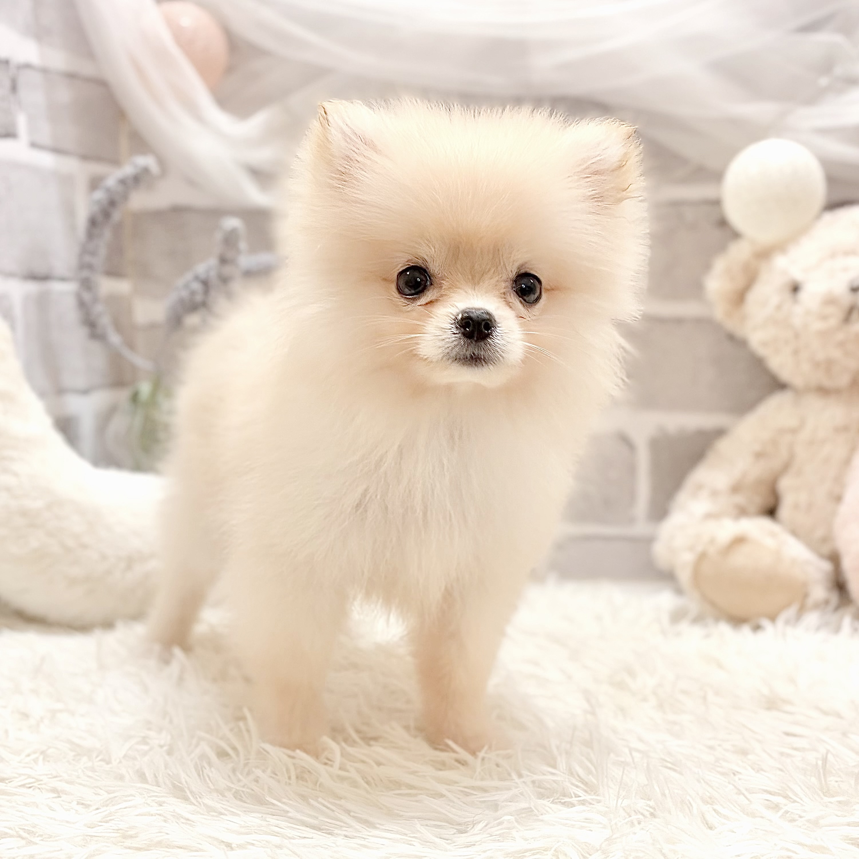 兵庫県のポメラニアン (犬の家＆猫の里神戸店/2026年6月8日生まれ/女の子/クリーム)の子犬の4枚目の画像