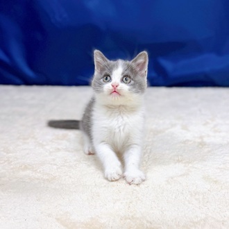 愛知県のブリティッシュショートヘアー (犬の家＆猫の里一宮店/2025年8月29日生まれ/男の子/ブルーホワイト)の子猫の4枚目の画像