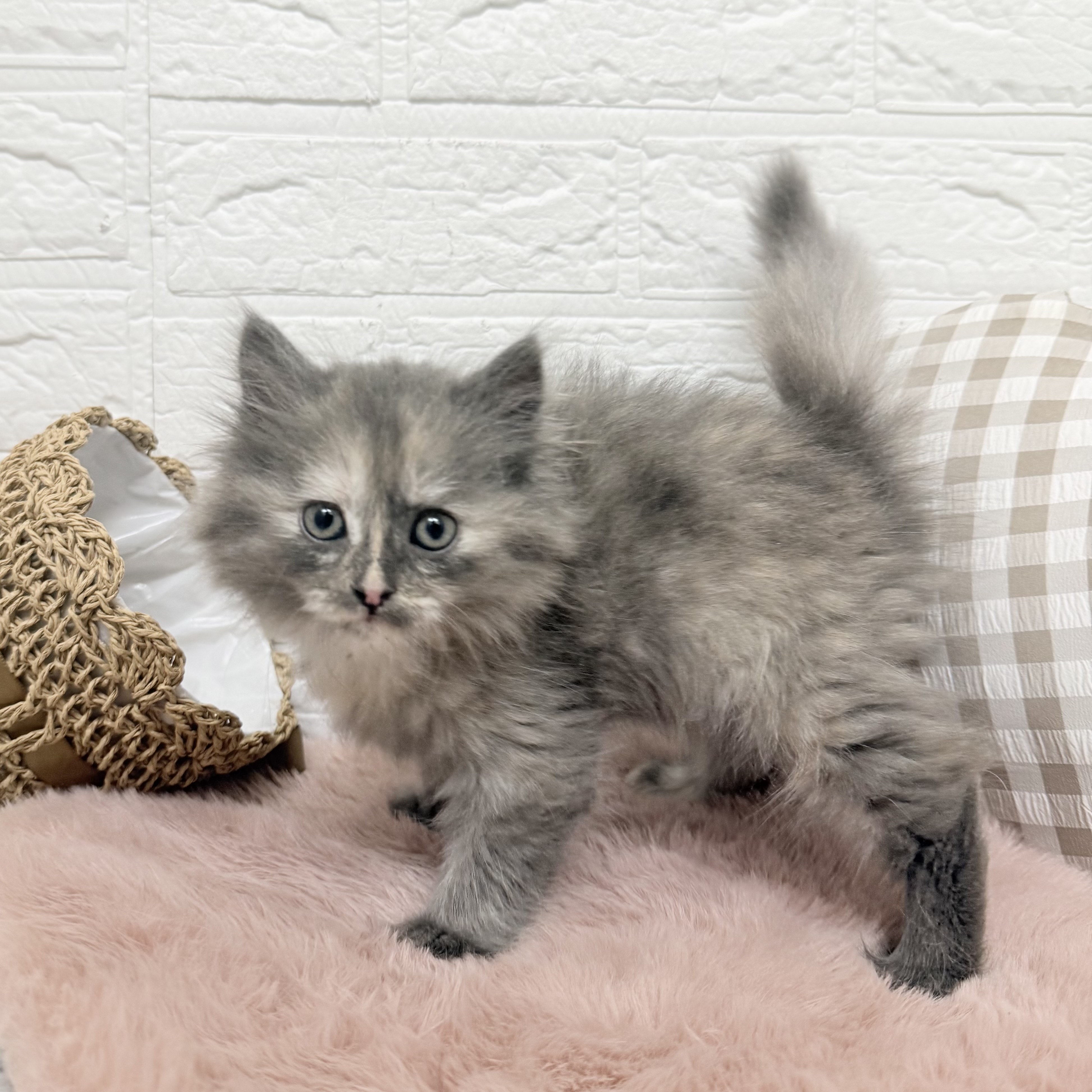 愛知県のサイベリアン (犬の家＆猫の里豊川インター店/2025年10月27日生まれ/女の子/ブルークリーム)の子猫の4枚目の画像