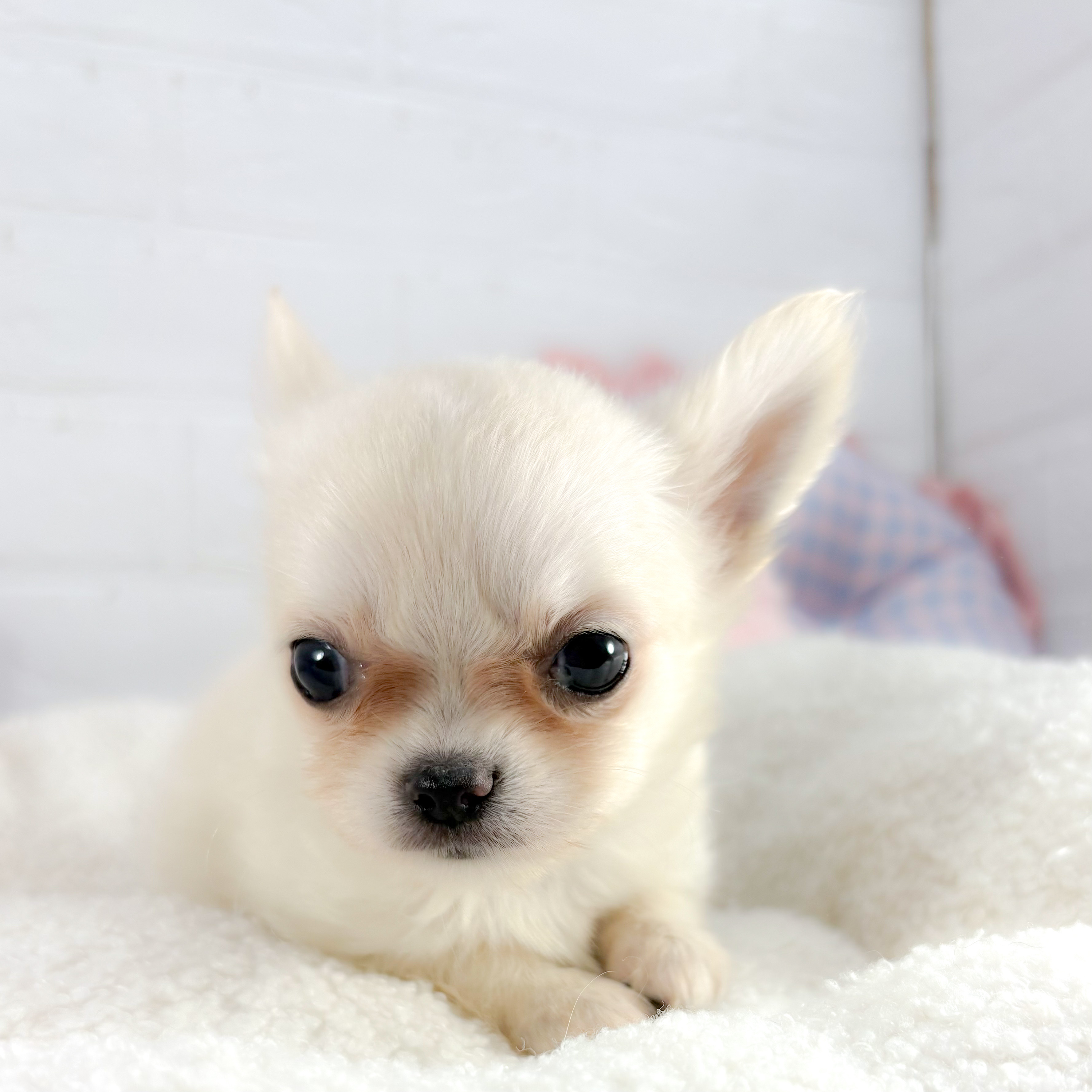 神奈川県のチワワ(ロング) (犬の家＆猫の里元住吉ブレーメン通り店/2025年8月19日生まれ/男の子/クリーム)の子犬の4枚目の画像