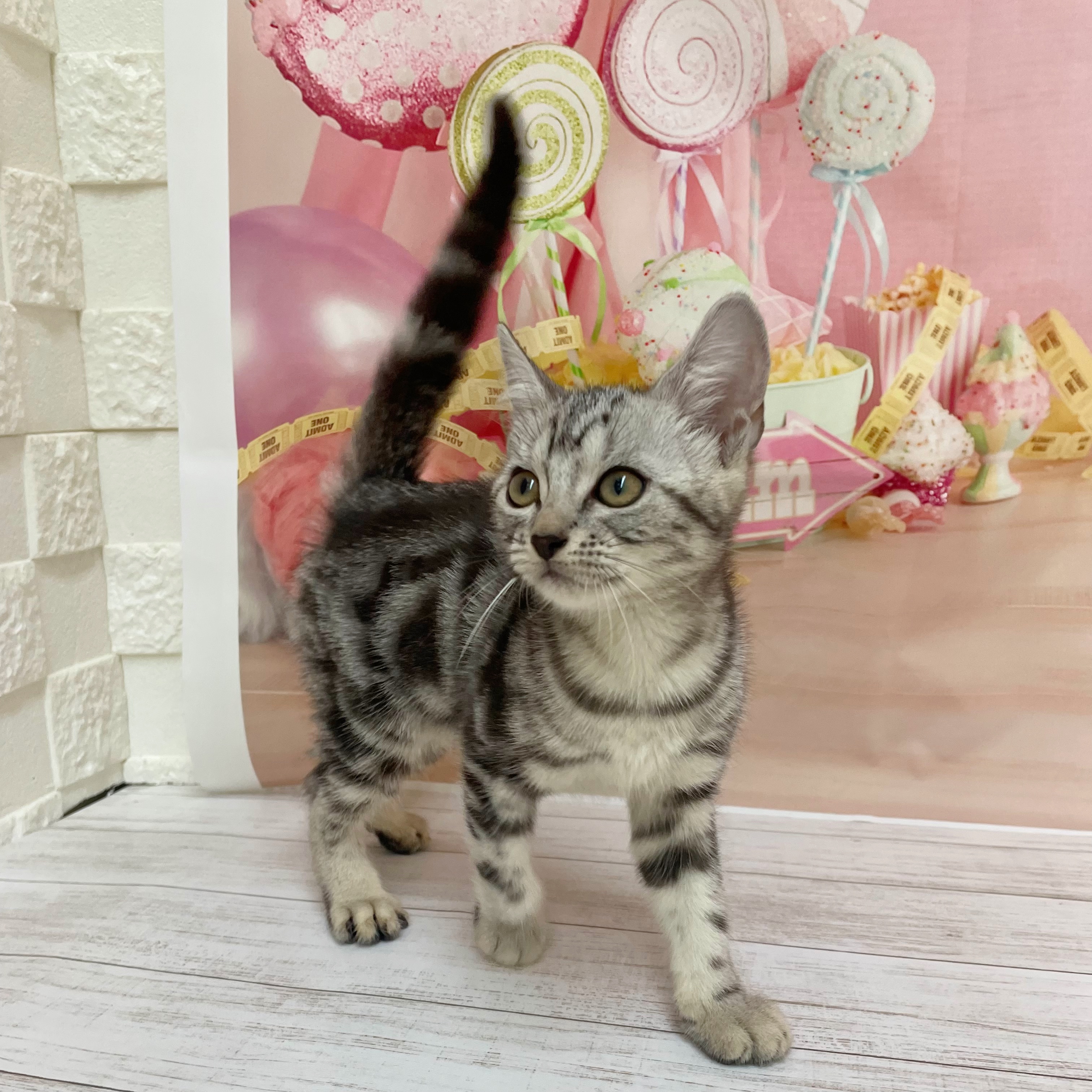 兵庫県のアメリカンショートヘアー (犬の家＆猫の里尼崎店/2026年7月15日生まれ/女の子/シルバータビー)の子猫の4枚目の画像