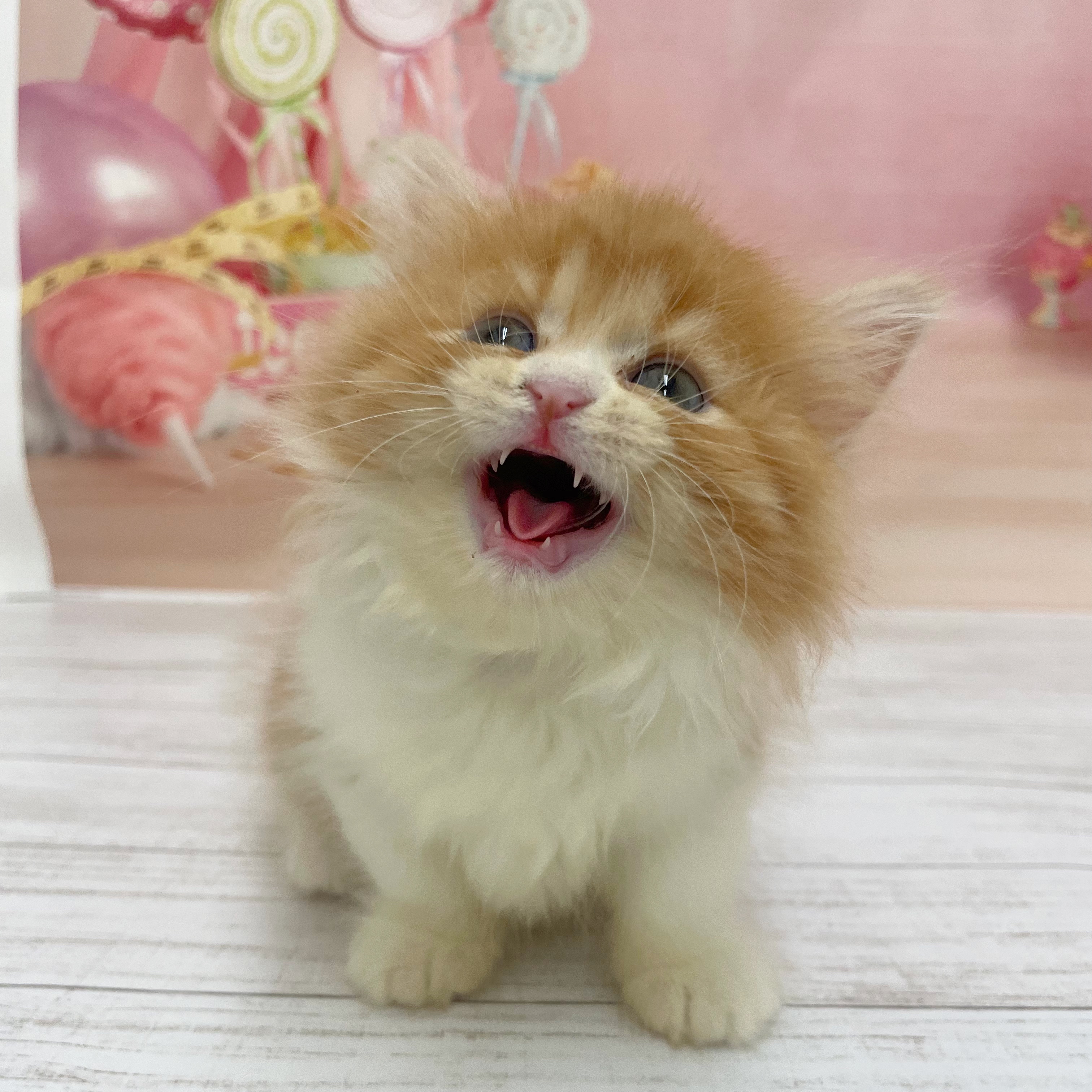 兵庫県のマンチカン (犬の家＆猫の里尼崎店/2026年7月13日生まれ/女の子/レッドタビーホワイト)の子猫の4枚目の画像