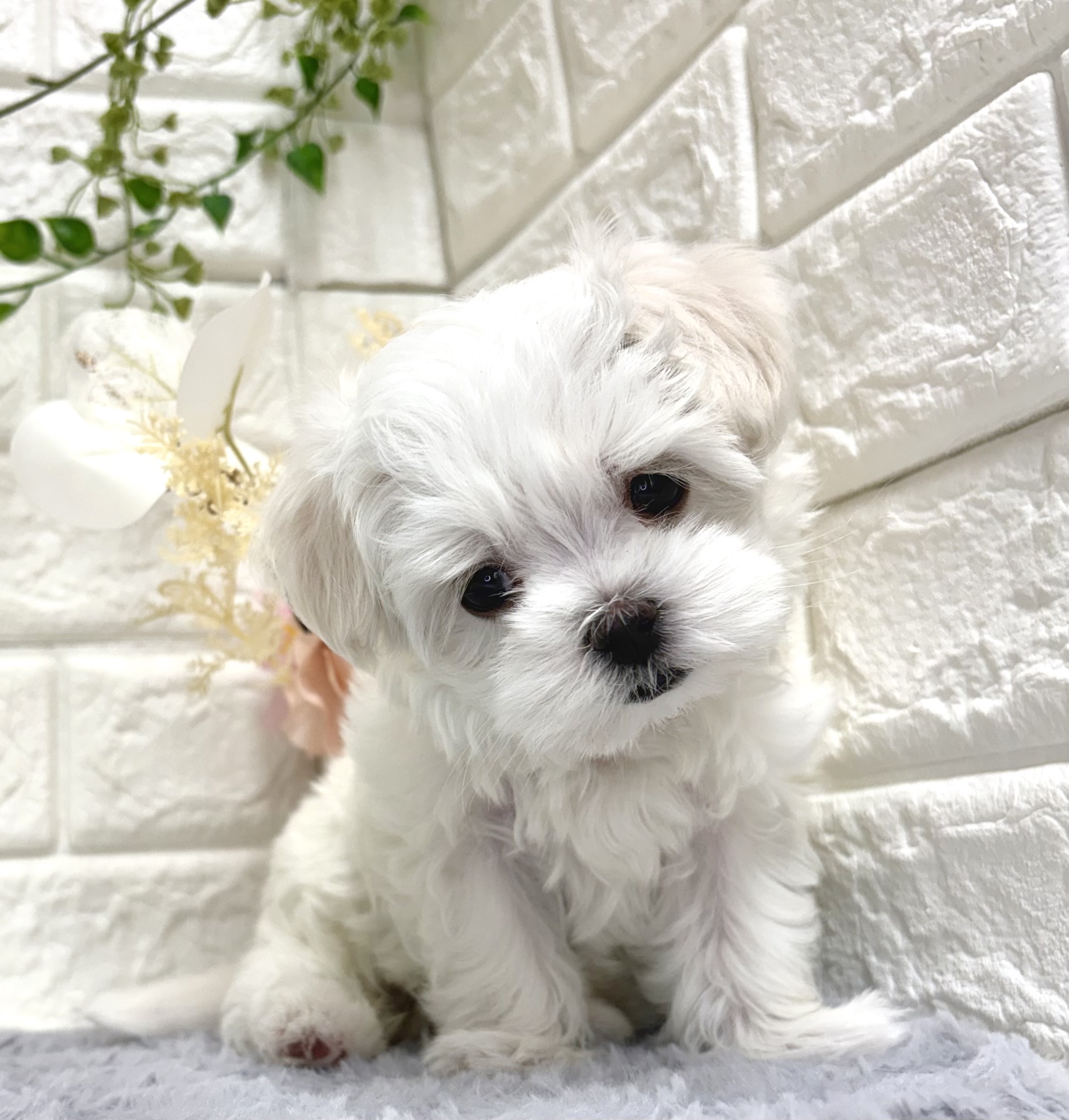 東京都のマルチーズ (犬の家＆猫の里ペットフォレスト小平店/2025年12月15日生まれ/女の子/ホワイト)の子犬の4枚目の画像