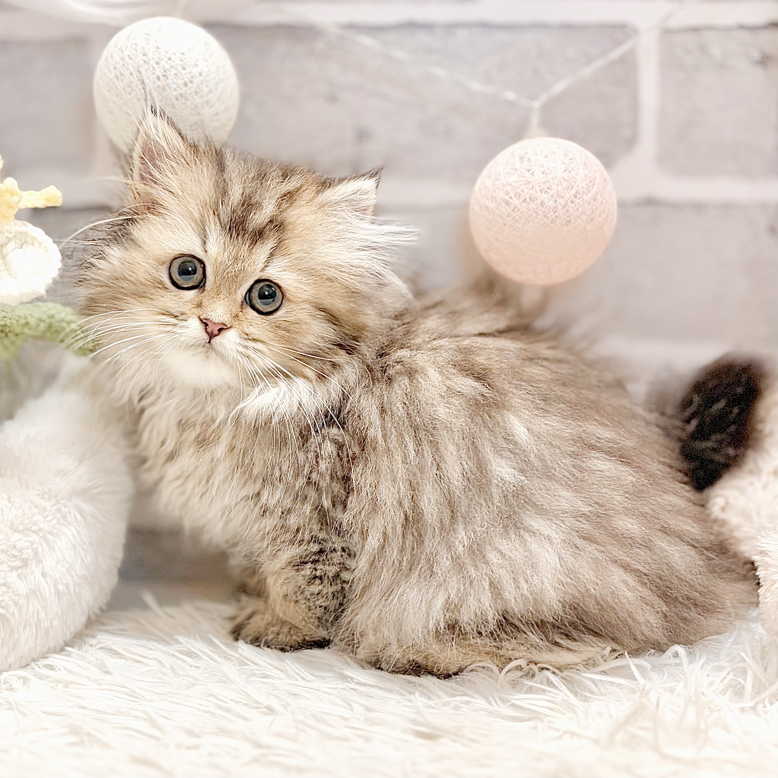 兵庫県のペルシャ (犬の家＆猫の里神戸店/2026年6月26日生まれ/女の子/チンチラゴールデン)の子猫の4枚目の画像