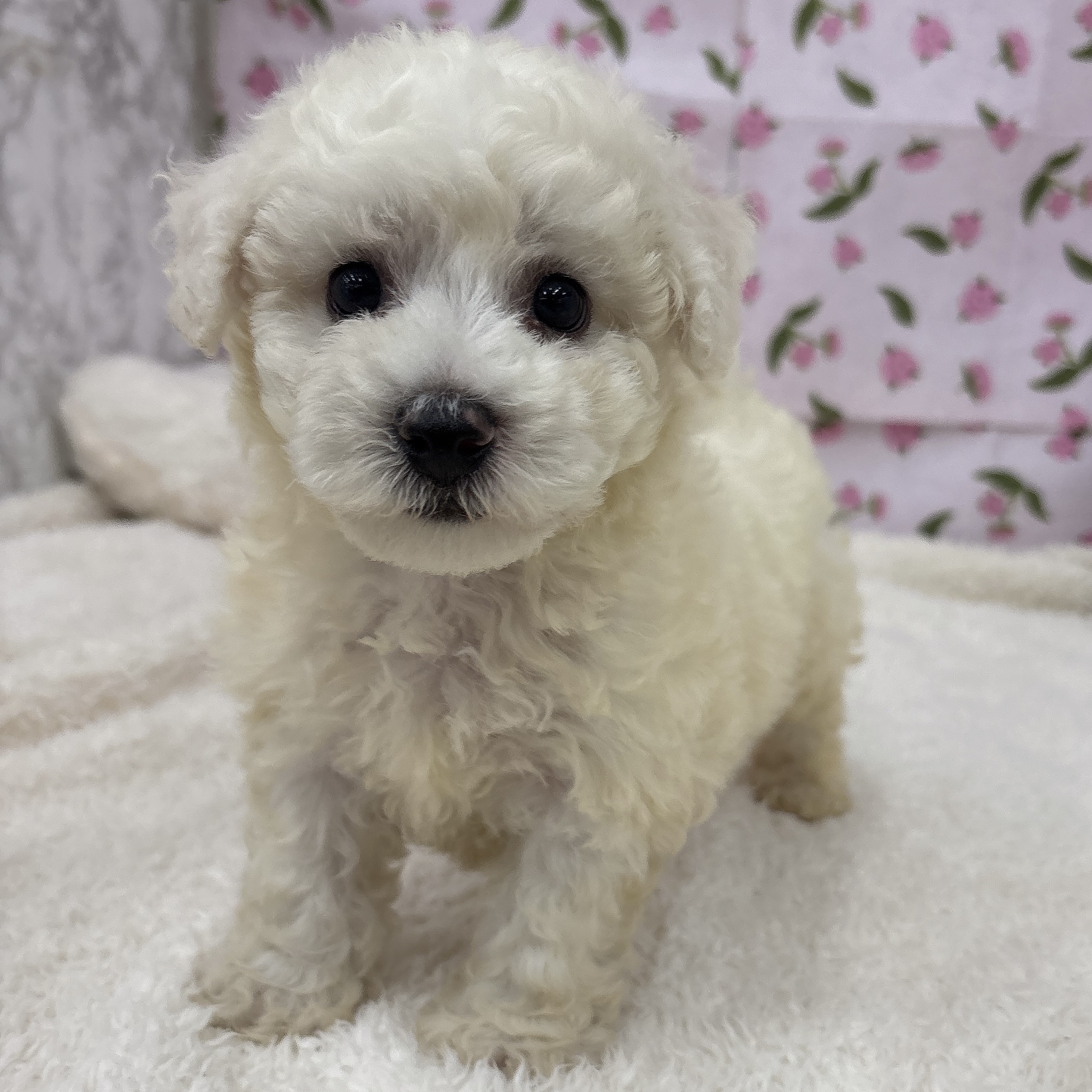 愛知県のビションフリーゼ (犬の家＆猫の里エアポートウォーク店/2026年6月30日生まれ/男の子/ホワイト)の子犬の4枚目の画像