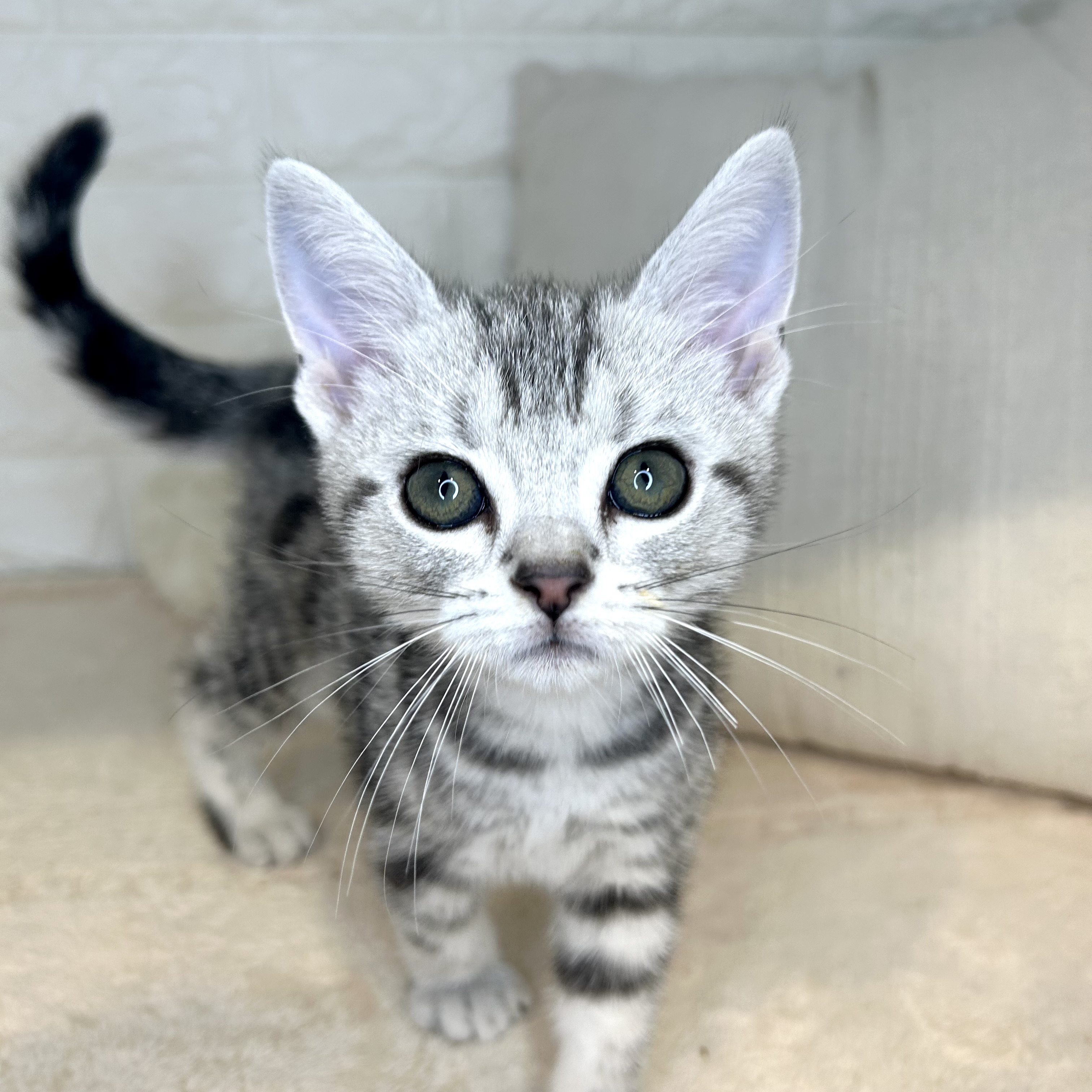 東京都のアメリカンショートヘアー (犬の家＆猫の里新宿店/2025年9月6日生まれ/男の子/シルバータビー)の子猫の4枚目の画像