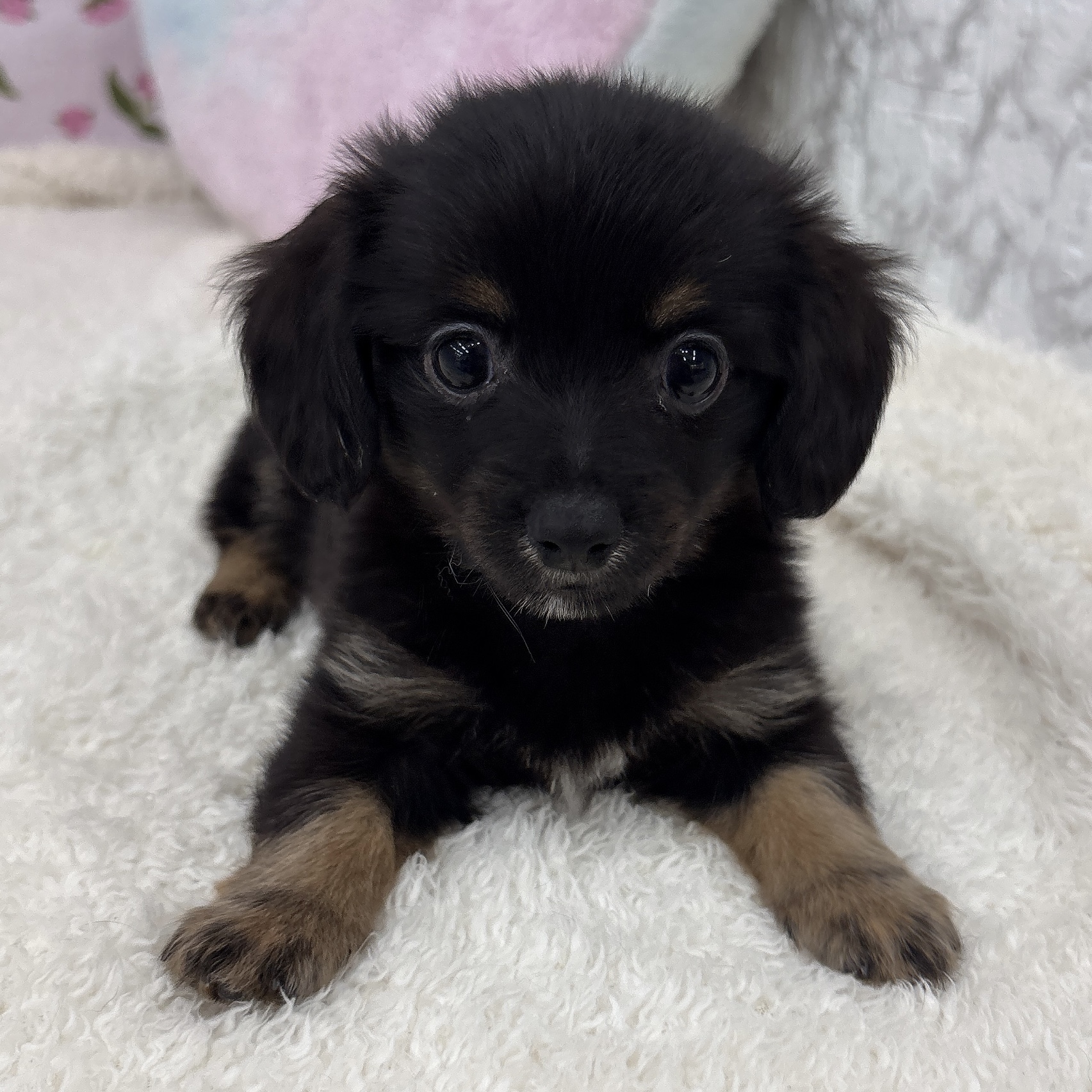 愛知県のチワックス(チワワ×ダックス) (犬の家＆猫の里エアポートウォーク店/2026年6月29日生まれ/男の子/ブラックタン)の子犬の4枚目の画像