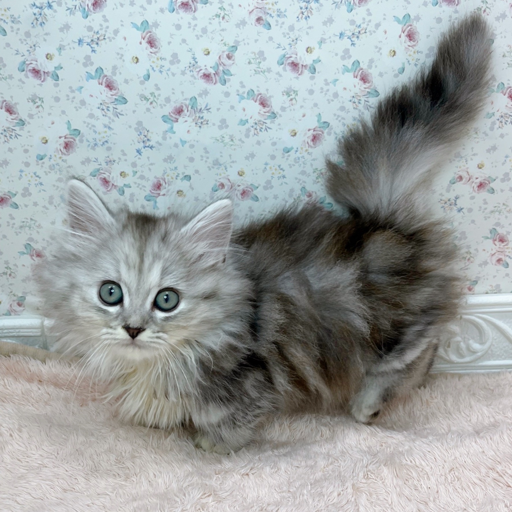 石川県のミヌエット (犬の家＆猫の里アミーゴ金沢有松店/2025年10月4日生まれ/女の子/シルバーパッチドタビーホワイト)の子猫の4枚目の画像