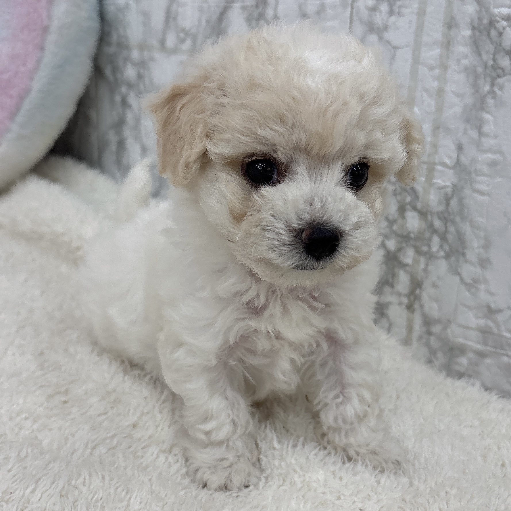 愛知県のビションプー(ビションフリーゼ×プードル) (犬の家＆猫の里エアポートウォーク店/2026年6月24日生まれ/男の子/ホワイトクリーム)の子犬の4枚目の画像