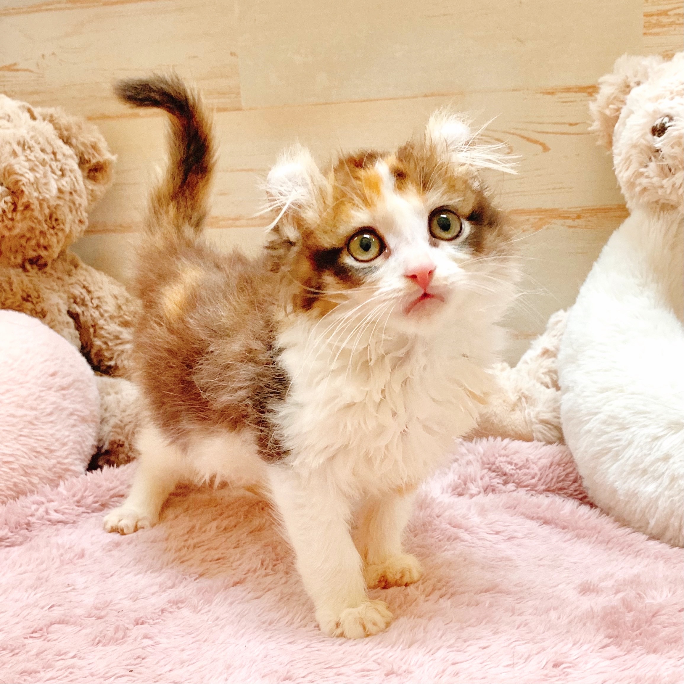 兵庫県のアメリカンカール (犬の家＆猫の里神戸店/2025年6月8日生まれ/女の子/キャリコ)の子猫の4枚目の画像