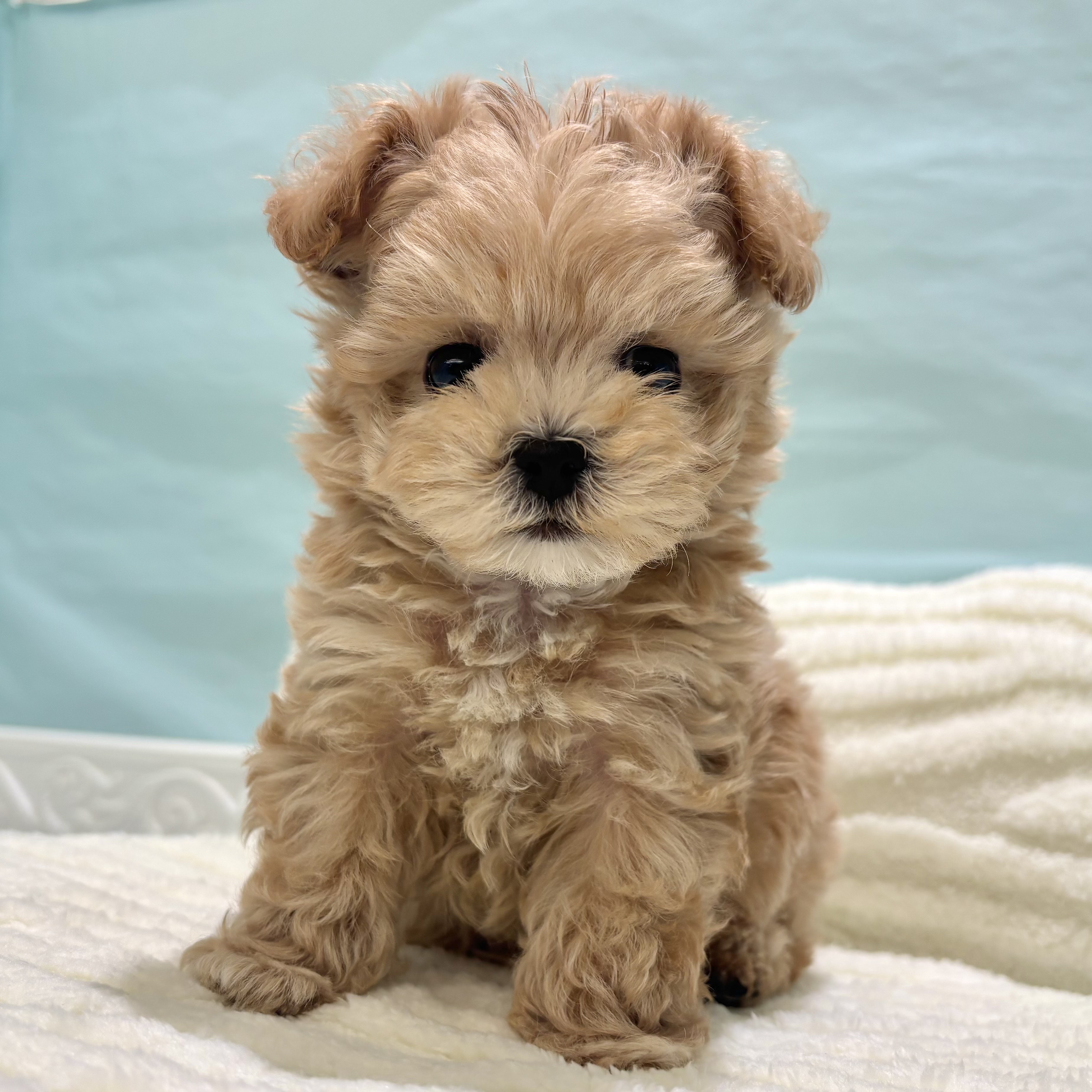 愛知県のマルプー(マルチーズ×プードル) (犬の家＆猫の里春日井本店/2025年10月1日生まれ/男の子/アプリコット)の子犬の1枚目の画像