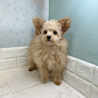 静岡県のチワプー/プーチー(チワワ×プードル) (犬の家＆猫の里マークイズ静岡店/2025年9月27日生まれ/男の子/アプリコット)の子犬の4枚目の画像