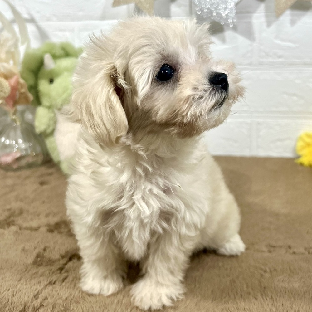 兵庫県のマルプー(マルチーズ×プードル) (犬の家＆猫の里ニッケパークタウン加古川店/2025年9月17日生まれ/女の子/クリーム)の子犬の4枚目の画像