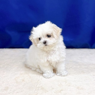 愛知県のマルチーズ (犬の家＆猫の里一宮店/2025年8月29日生まれ/女の子/ホワイト)の子犬の4枚目の画像