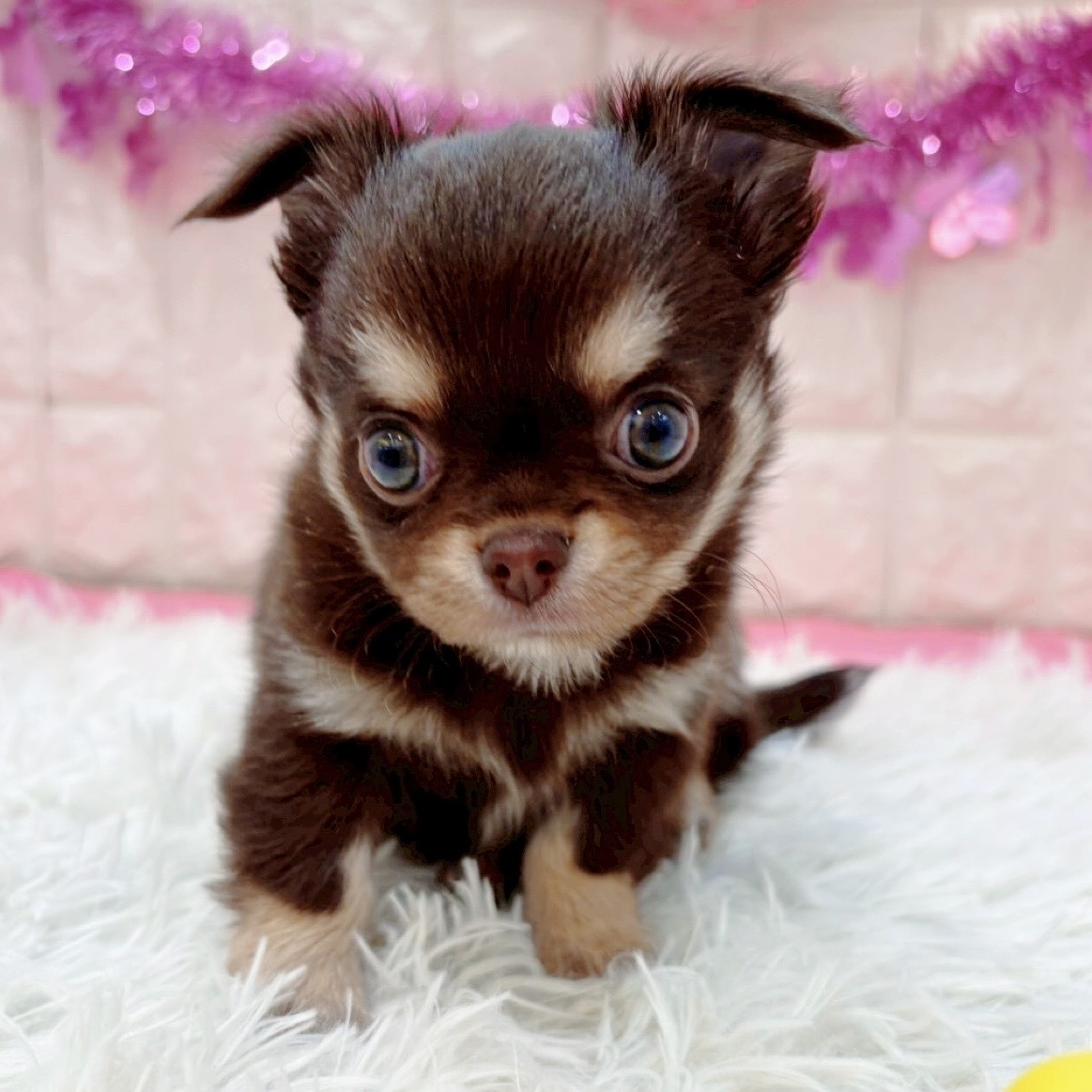 岡山県のチワワ(ロング) (犬の家＆猫の里倉敷店/2026年1月18日生まれ/女の子/チョコレートクリームホワイト)の子犬の4枚目の画像