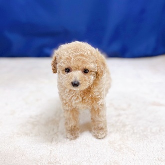 愛知県のトイプードル(タイニー) (犬の家＆猫の里一宮店/2025年8月31日生まれ/女の子/ペールフォーン)の子犬の4枚目の画像