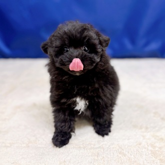 愛知県のポメプー(ポメラニアン×プードル) (犬の家＆猫の里一宮店/2025年9月2日生まれ/男の子/ブラック)の子犬の4枚目の画像