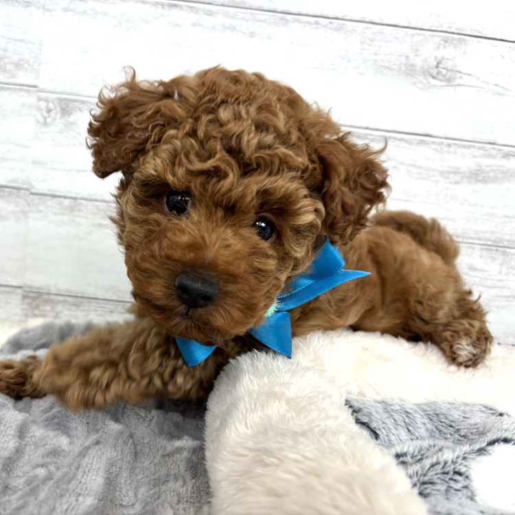 兵庫県のトイプードル(トイ) (犬の家＆猫の里川西店/2026年2月9日生まれ/男の子/レッドフォーン)の子犬の4枚目の画像