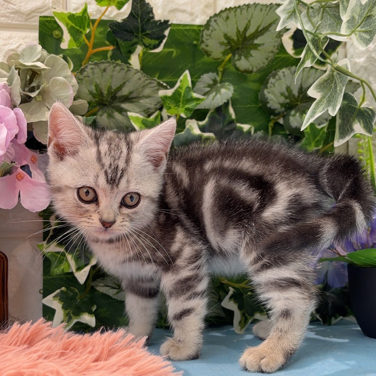 岡山県のアメリカンショートヘアー (犬の家＆猫の里倉敷店/2026年3月14日生まれ/男の子/シルバータビー)の子猫の4枚目の画像