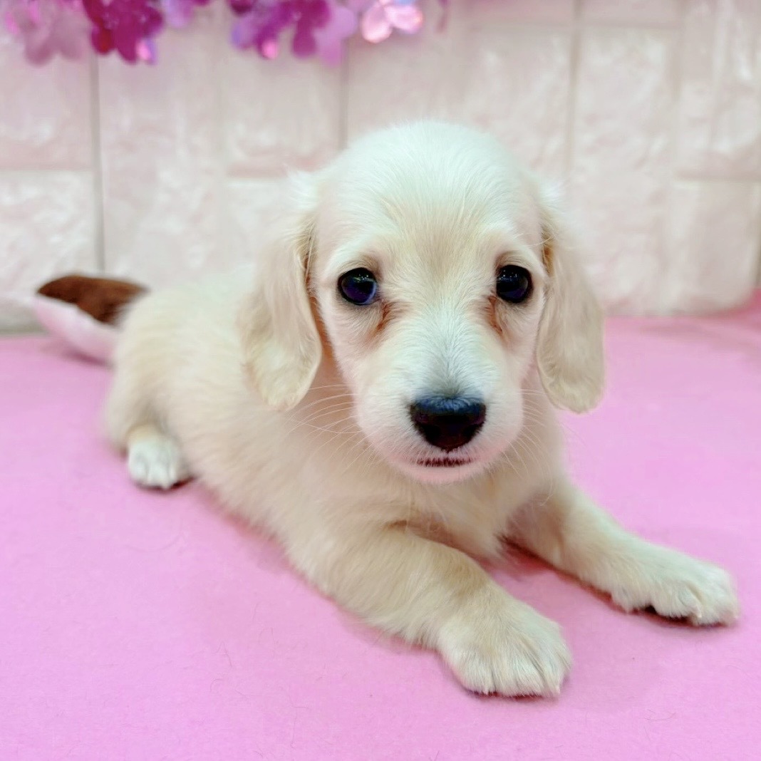 岡山県のミニチュアダックスフンド(ロング) (犬の家＆猫の里倉敷店/2026年1月16日生まれ/女の子/イエロー)の子犬の4枚目の画像