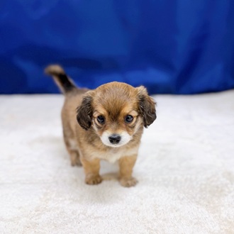 愛知県のチワックス(チワワ×ダックス) (犬の家＆猫の里一宮店/2025年9月2日生まれ/女の子/レッドホワイト)の子犬の4枚目の画像