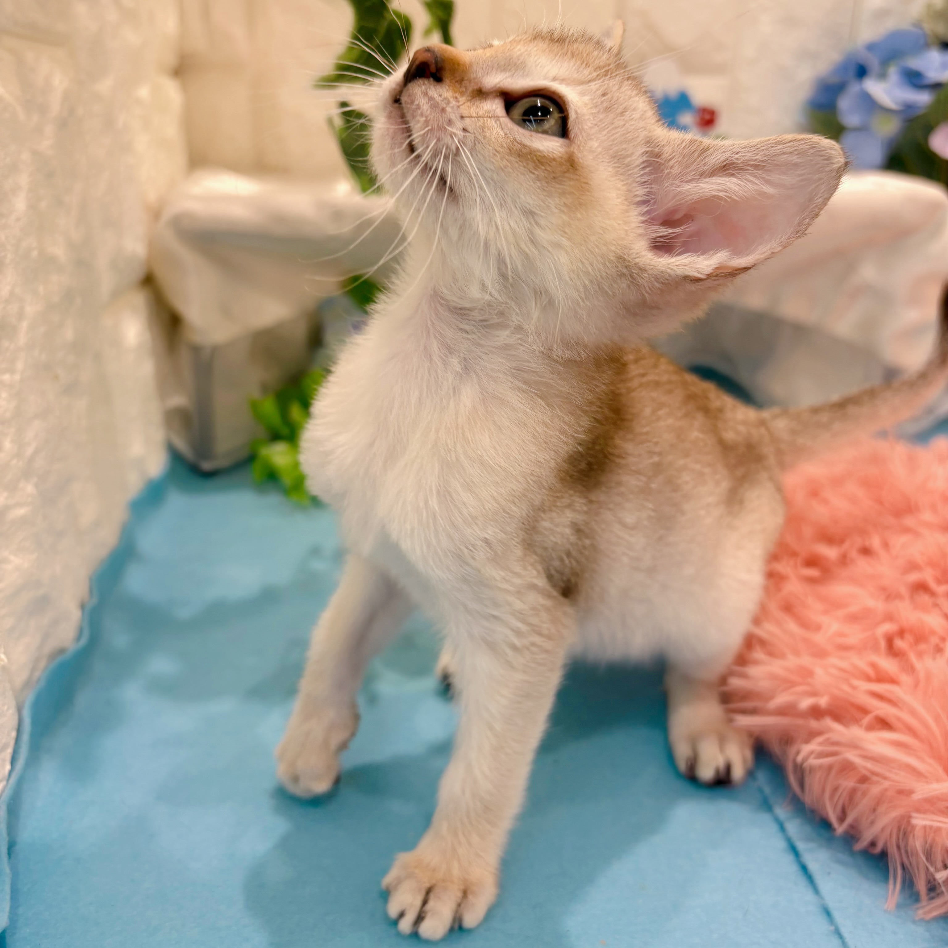 岡山県のシンガプーラ (犬の家＆猫の里倉敷店/2026年3月14日生まれ/女の子/セピアアグーティ)の子猫の4枚目の画像